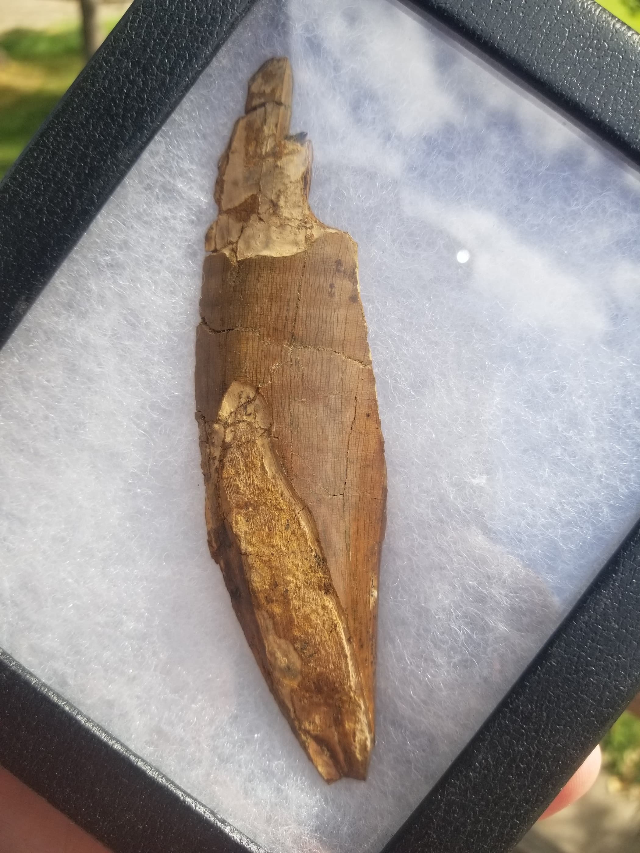 Huge 5" Tyrannosaurus Rex T-Rex Tooth Shard Fossil Specimen Hell Creek, MT