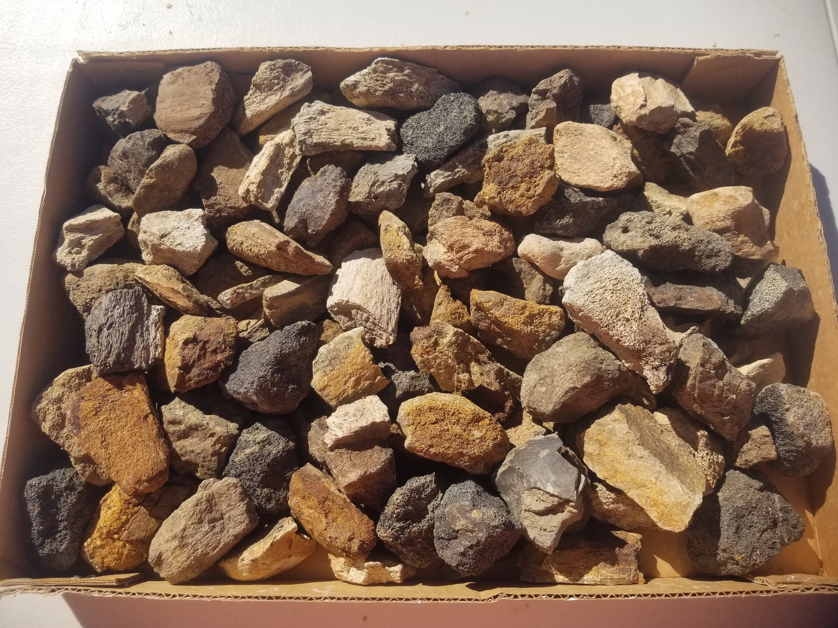 Nice 100 Piece 11.8Lb Triceratops Fossil Specimen Wholesale Flat Lot Cretaceous Hell Creek, MT