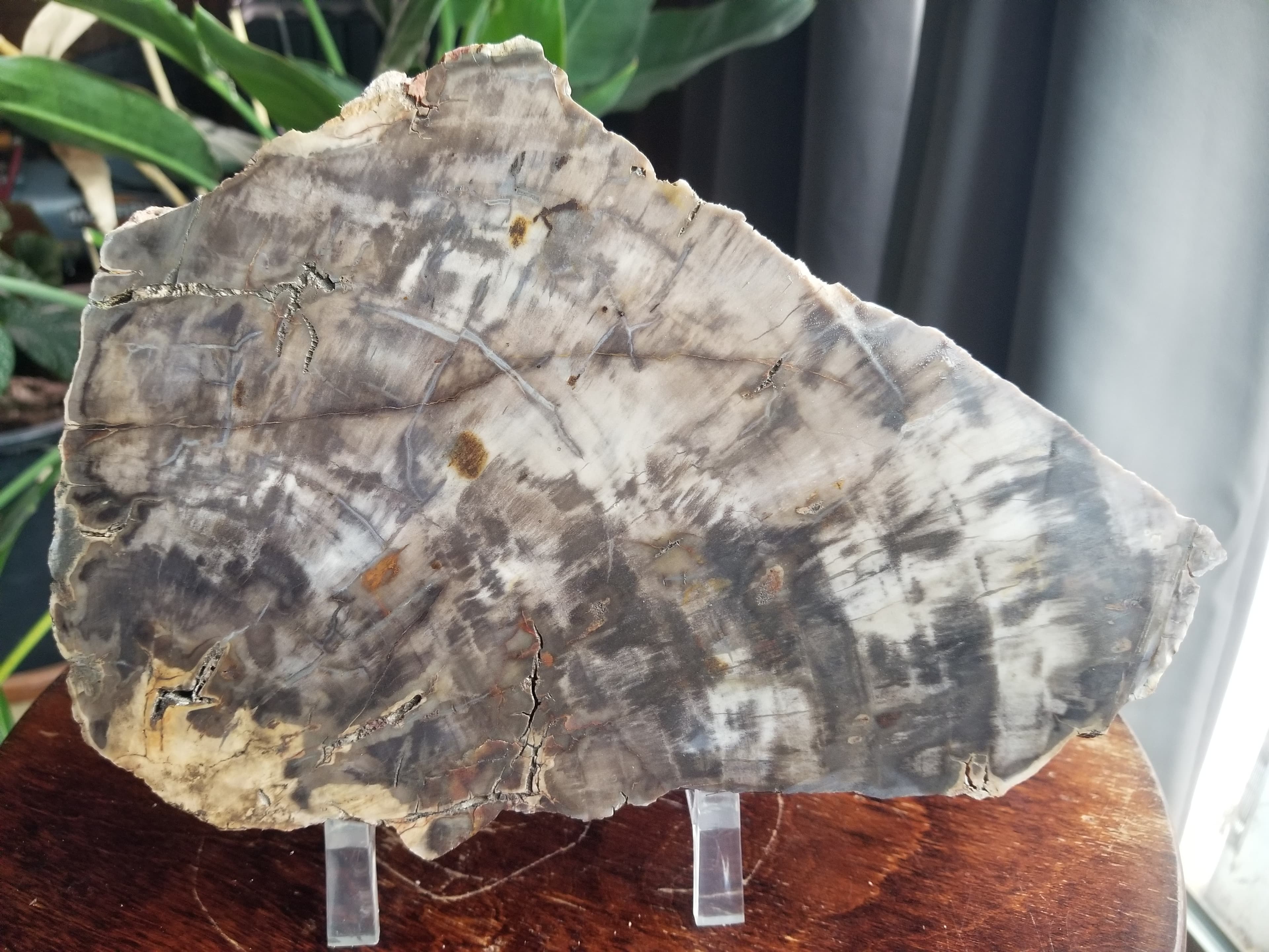 Nice 10x6" Petrified Wood Round Unpolished Southern UT Jurassic Morrison 4.5Lbs