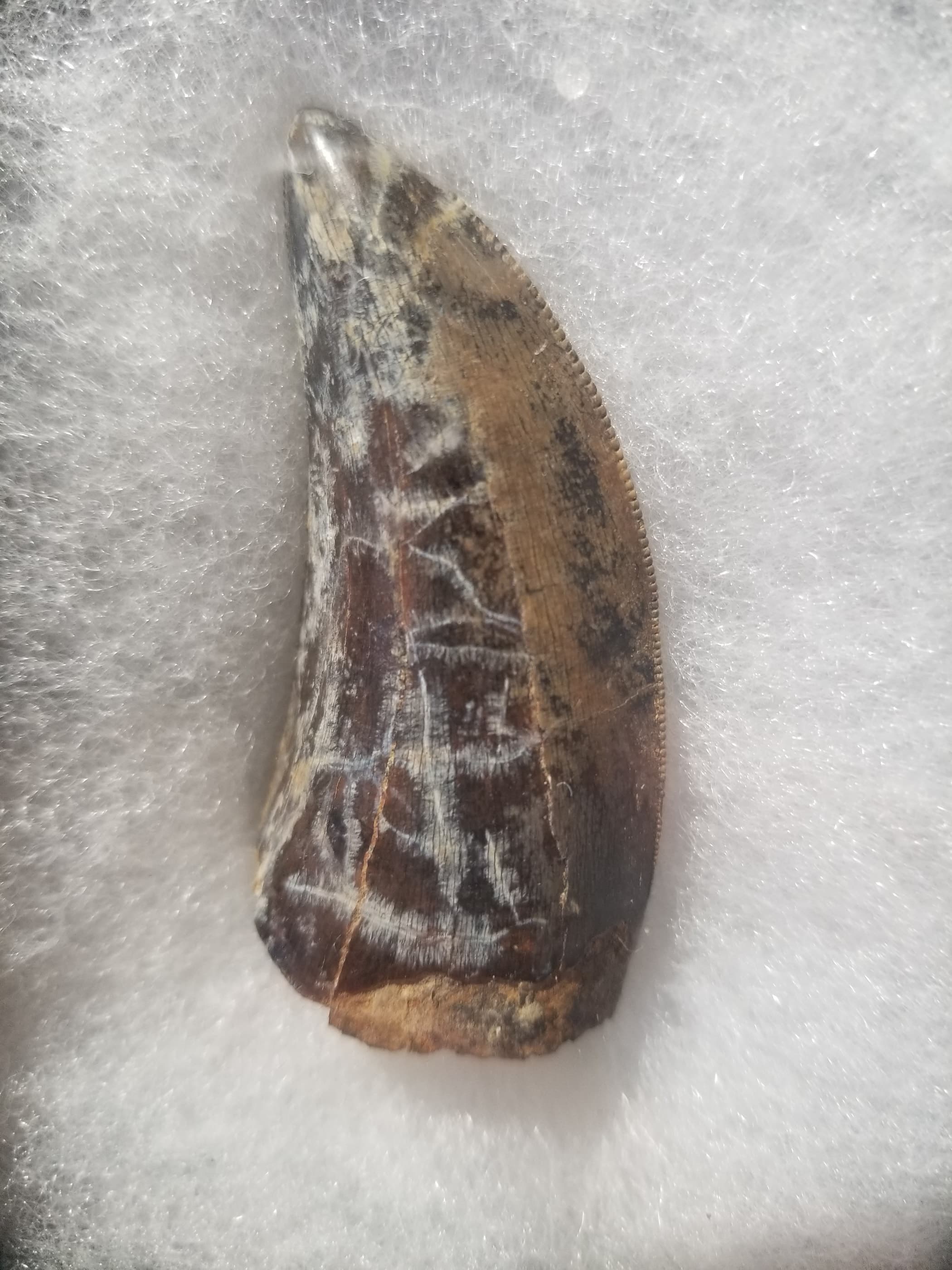 Nice 2.5" Tyrannosaurus Rex T-Rex Tooth Fossil Specimen Hell Creek, MT