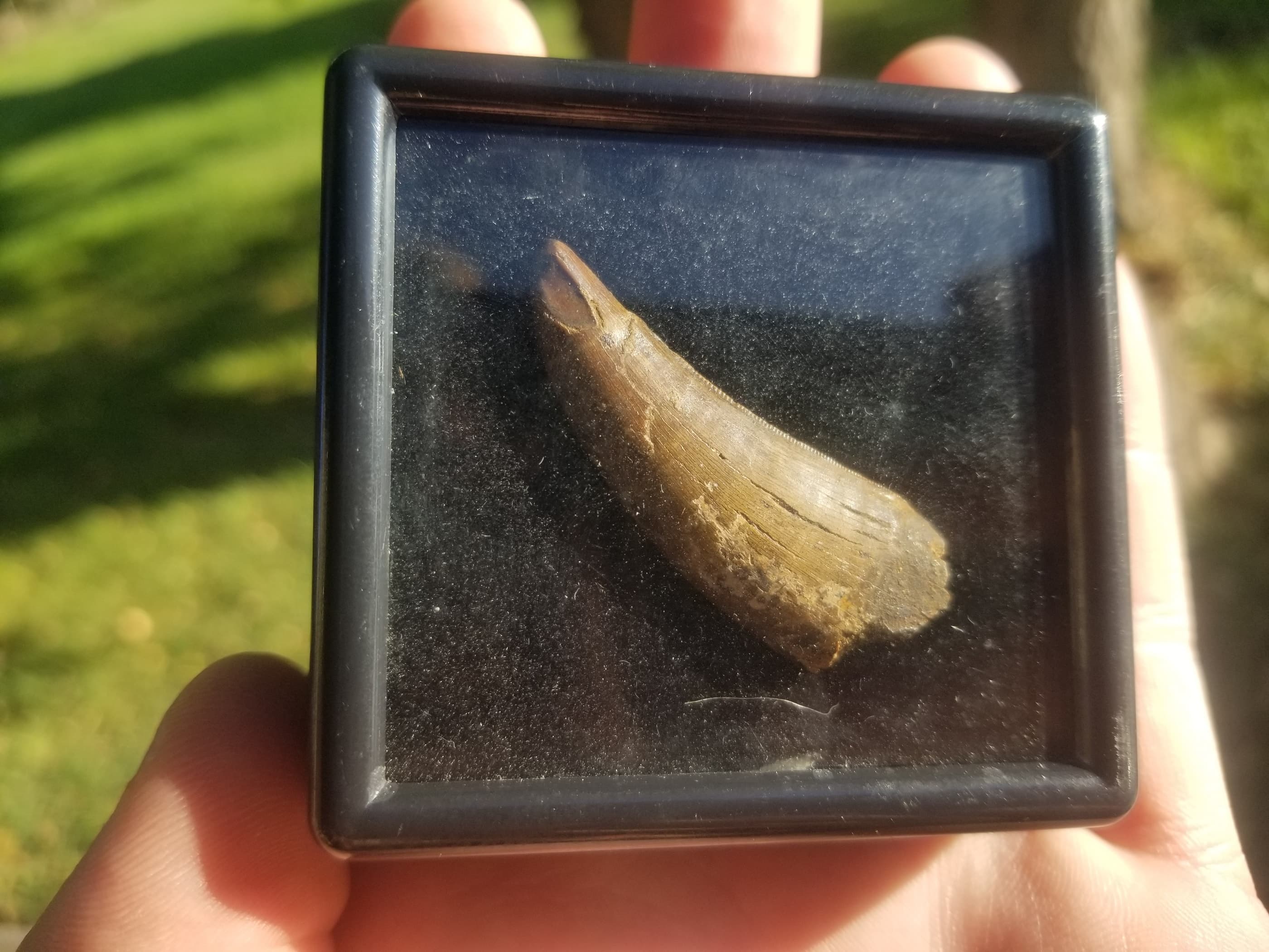 Nice 2.5" Tyrannosaurus Rex T-Rex Tooth Fossil Specimen Hell Creek, MT