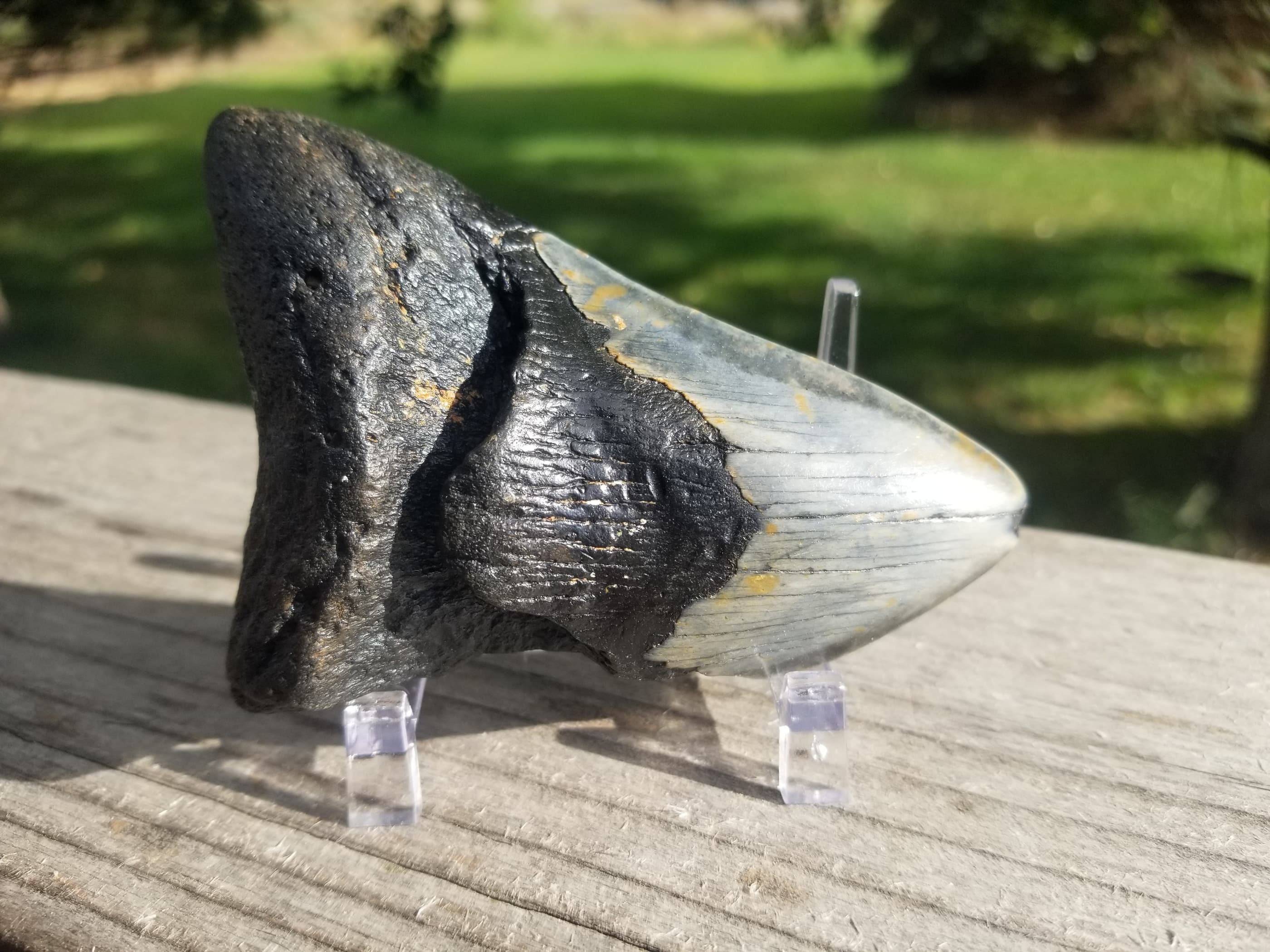 Beautiful 3" Megalodon Tooth Fossil Natural East Coast U.S.