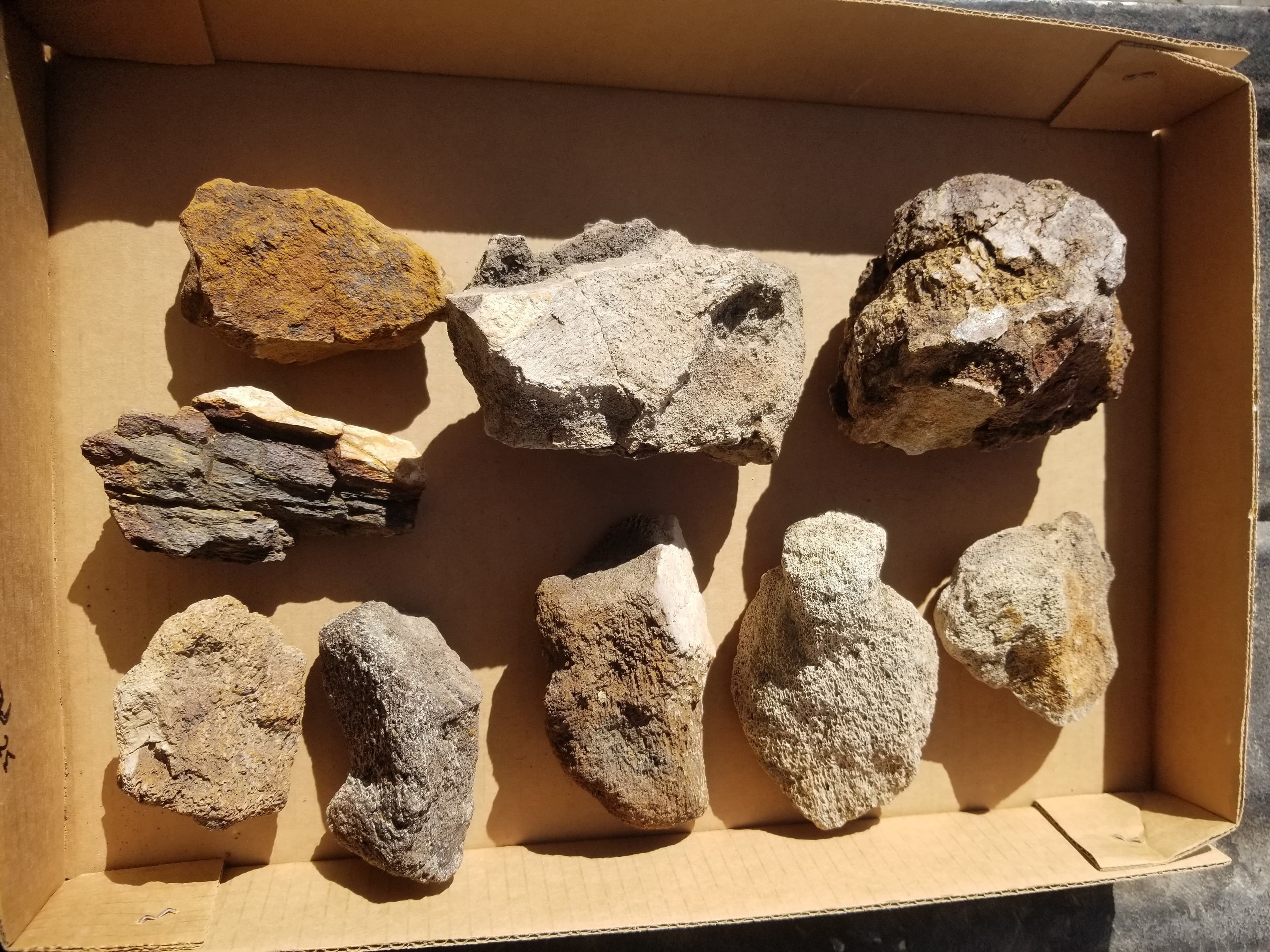 Nice Large 9 Piece 5+Lb Triceratops Fossil Specimen Wholesale Flat Lot Cretaceous Hell Creek, MT
