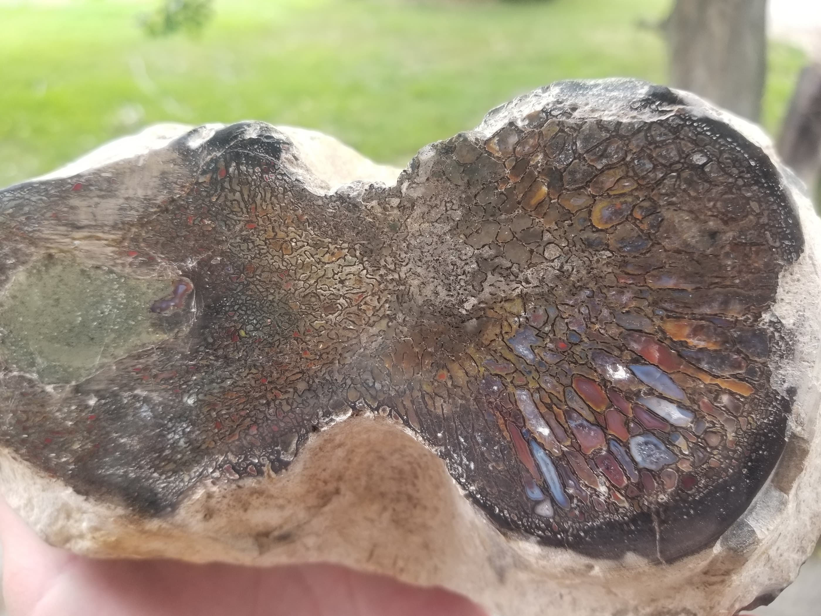 Stellar Allosaurus Rainbow Agatized Vert Half Fossil Specimen Jurassic Morrison CO