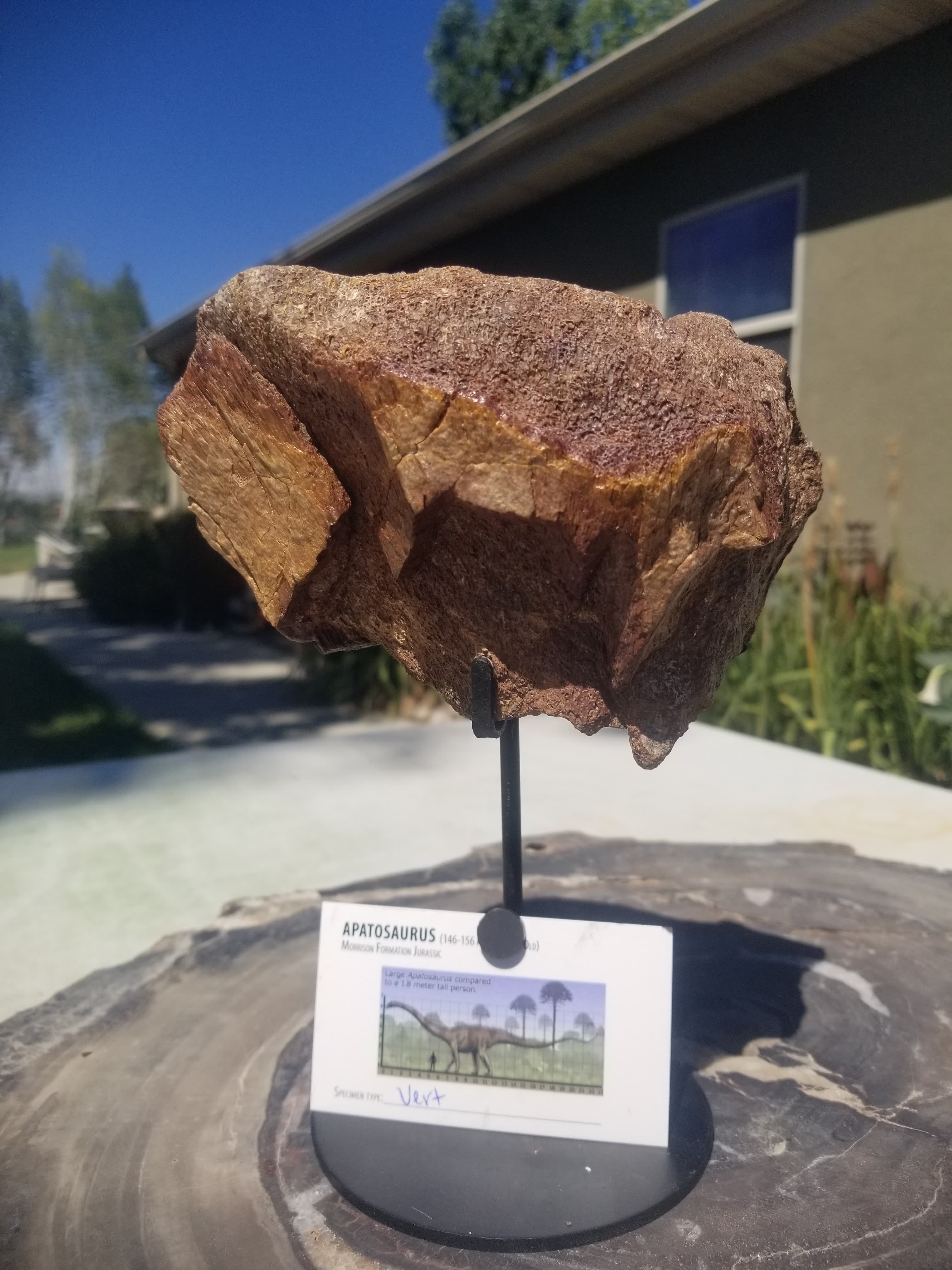Nice Apatosaurus (The Deceptive Lizard) Vert Section Fossil Dinosaur Specimen Jurassic Morrison Form Display