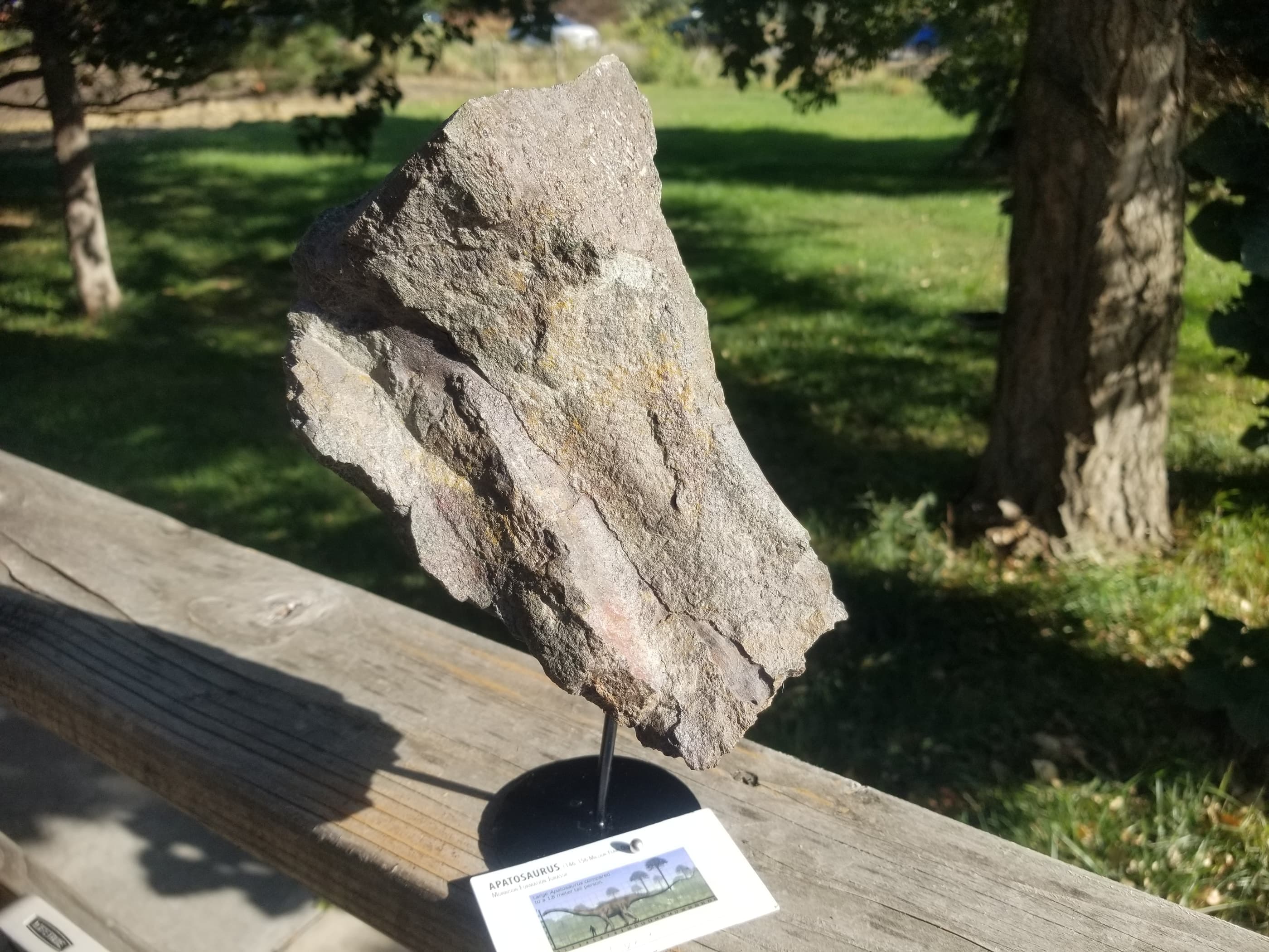 Nice Apatosaurus (The Deceptive Lizard) Tail Vert Fossil Dinosaur Specimen Jurassic Morrison Form Display