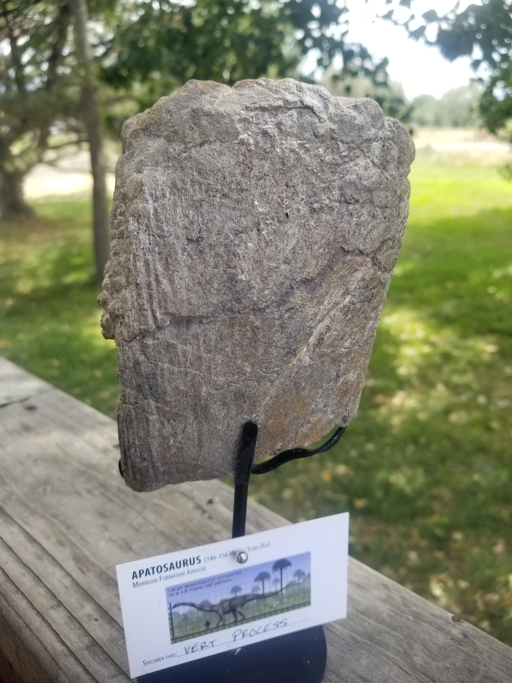 Nice Apatosaurus (The Deceptive Lizard) Vert Section Fossil Dinosaur Specimen Jurassic Morrison Form Display