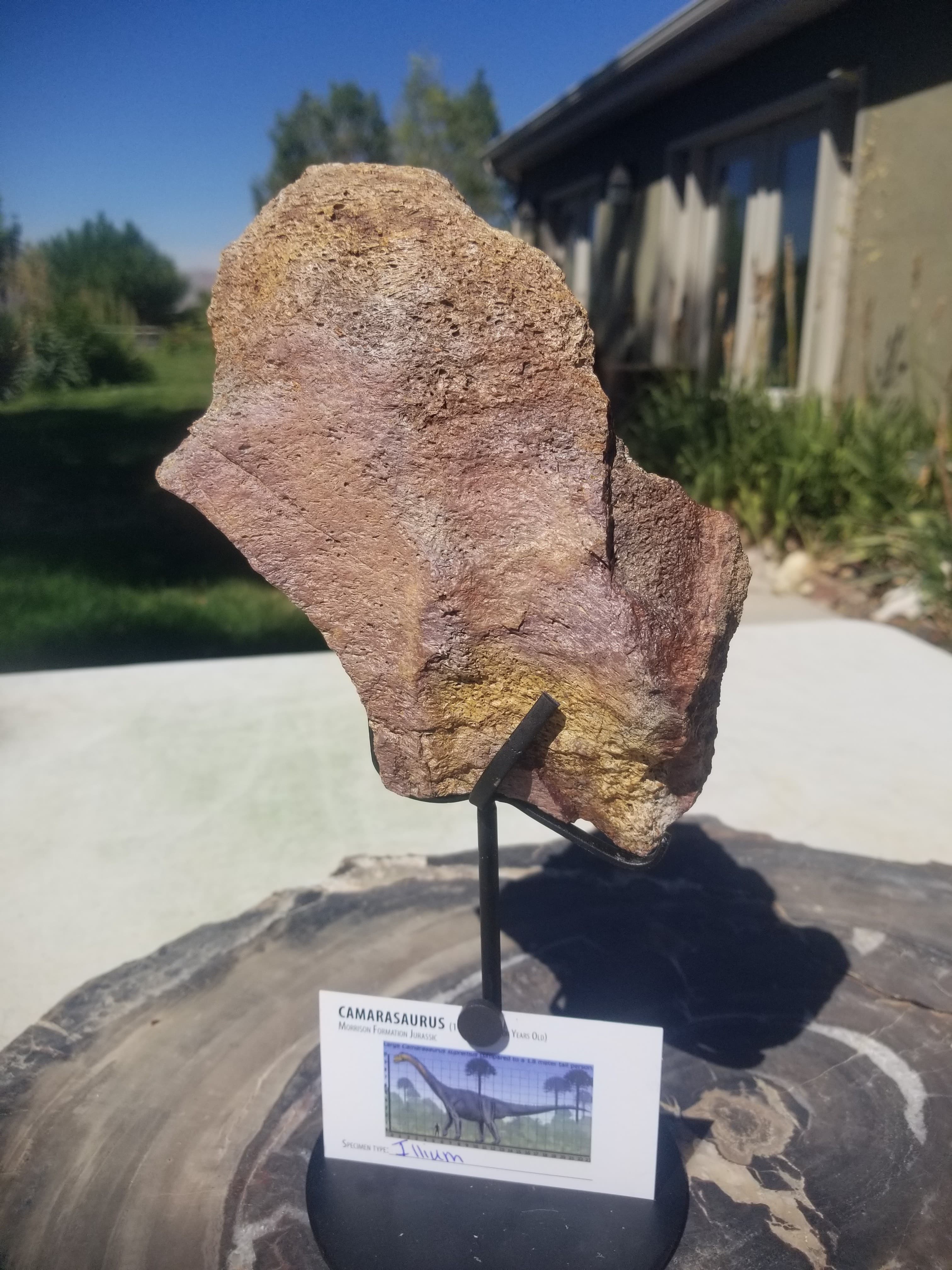 Nice Camarasaurus Illium Section Fossil Dinosaur Specimen Jurassic Morrison Form Display