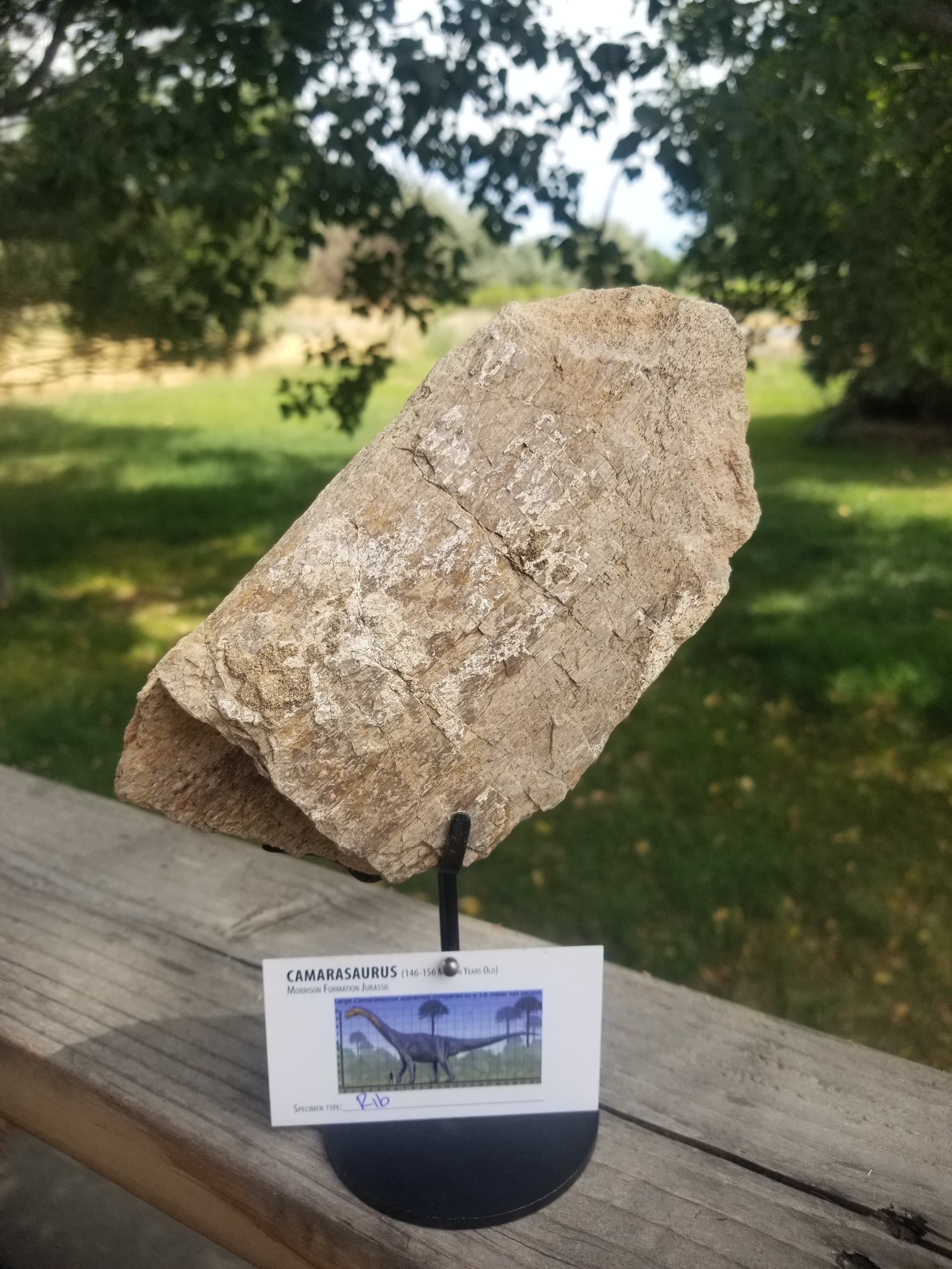Nice Camarasaurus Rib Section Fossil Dinosaur Specimen Jurassic Morrison Form Display
