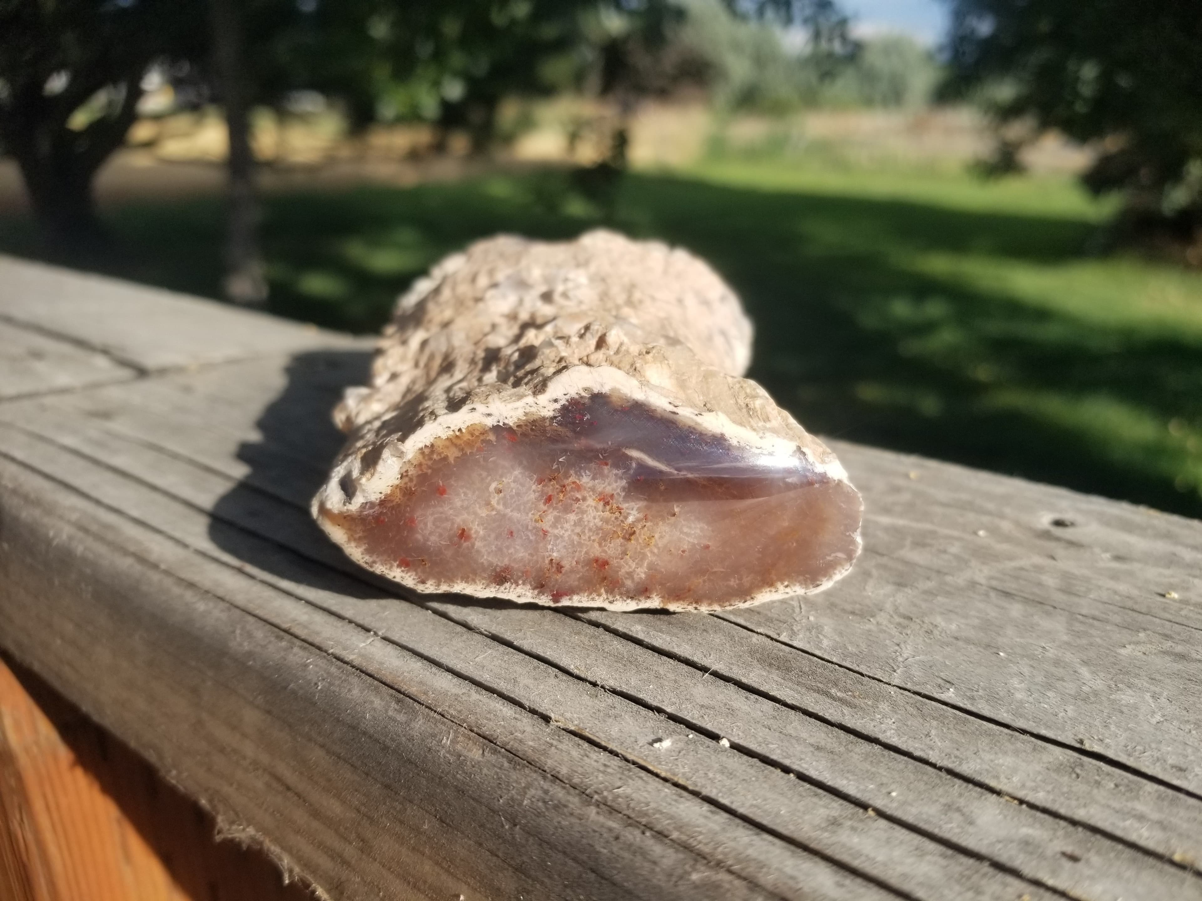 Nice Cherry Creek Petrified Wood Limb Specimen Polished End Agatized Limb Cast Live Edge NV Miocene