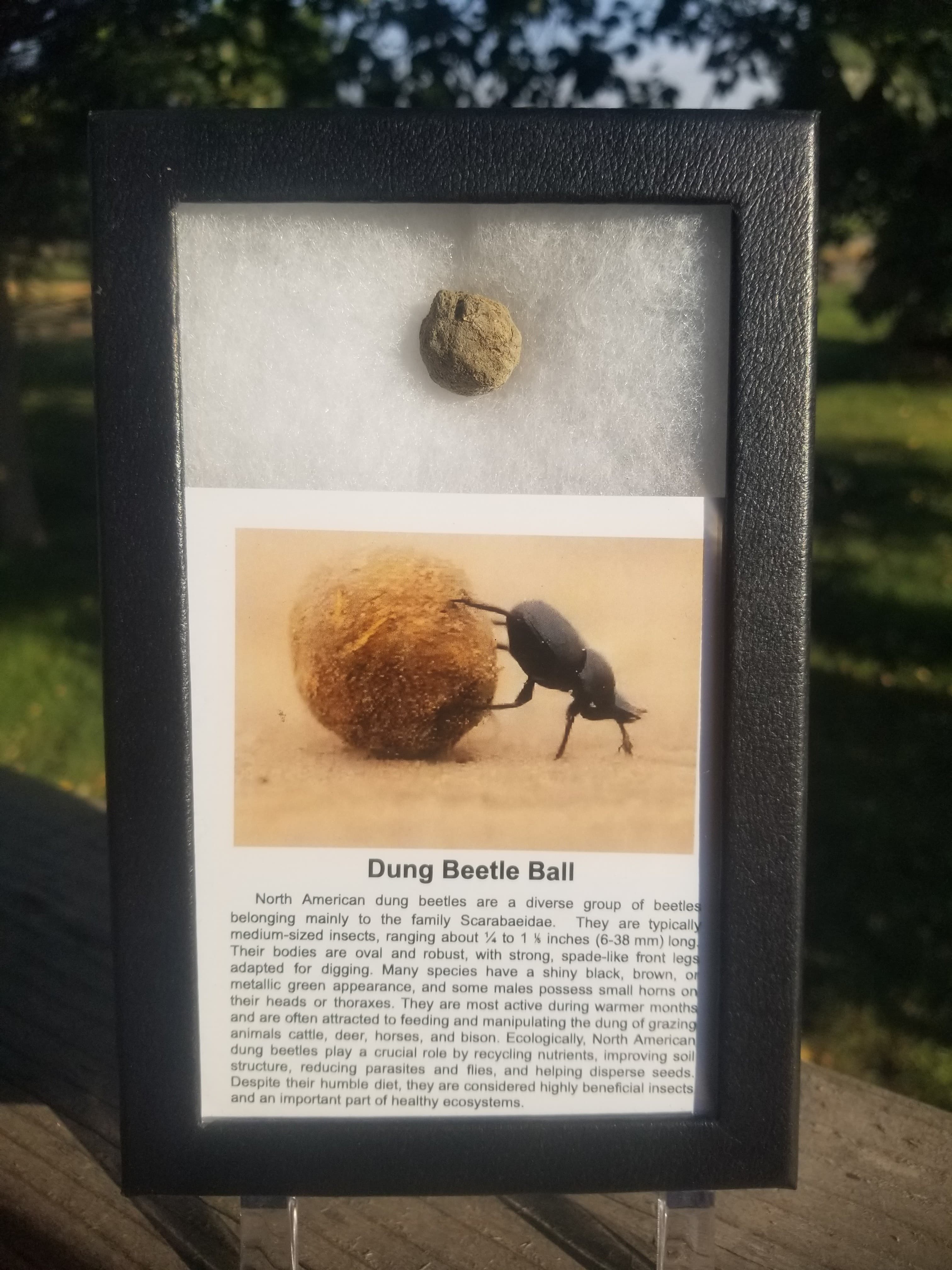 Nice Collectible & Educational Dung Beetle Ball Specimen In Display Case