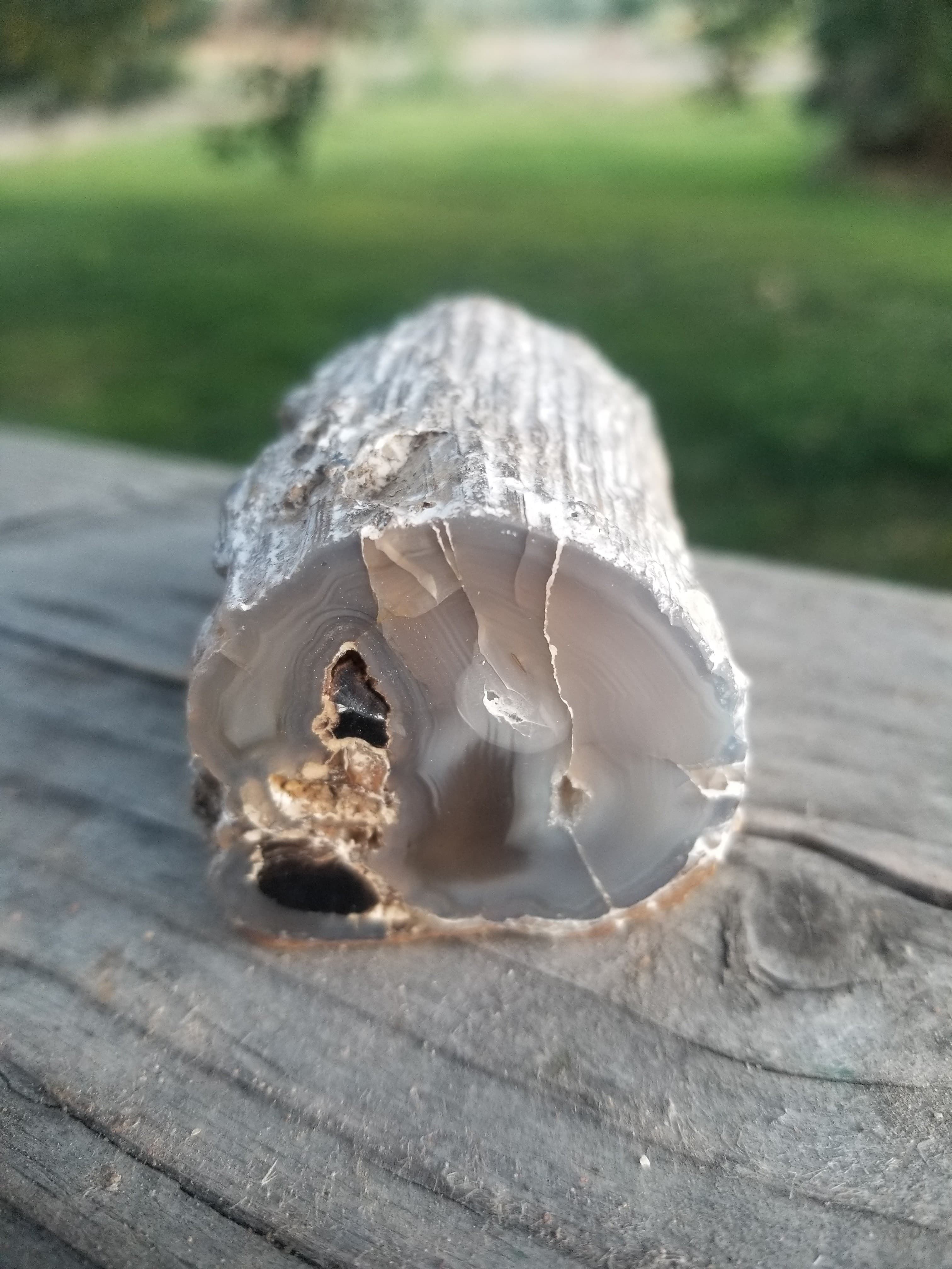 Nice Crooked River Polished Agatized Limb Cast Petrified Wood Round Stick Specimen