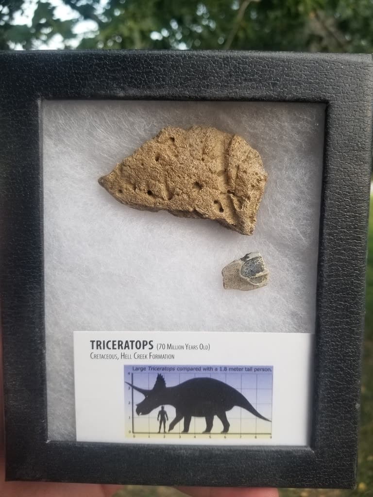 Nice Defined Triceratops Frill & Tooth Specimen in Ryker Hell Creek MT
