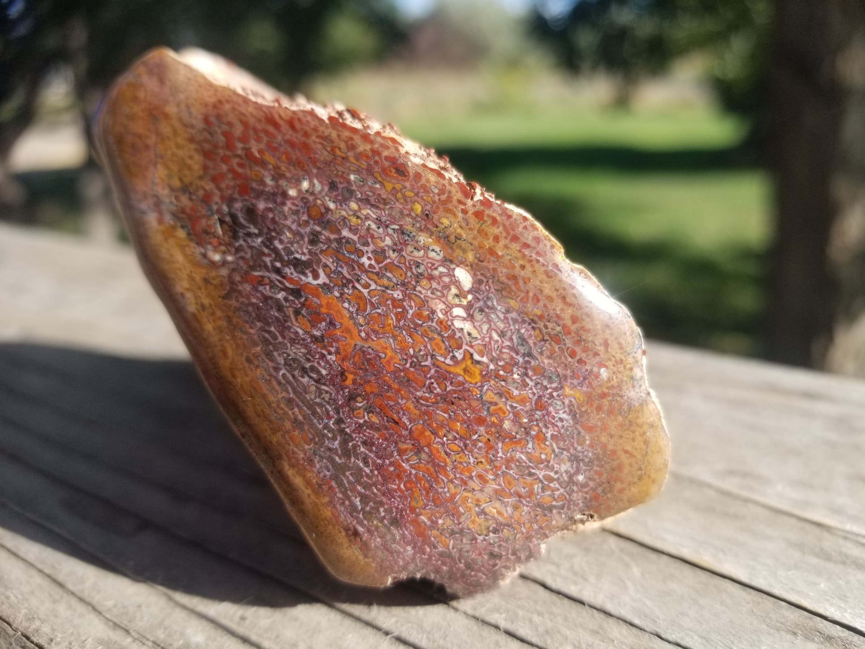 Nice Dome Polished Agatized Dinosaur Gem Bone Rib Section Multicolor Jurrasic Morrison CO