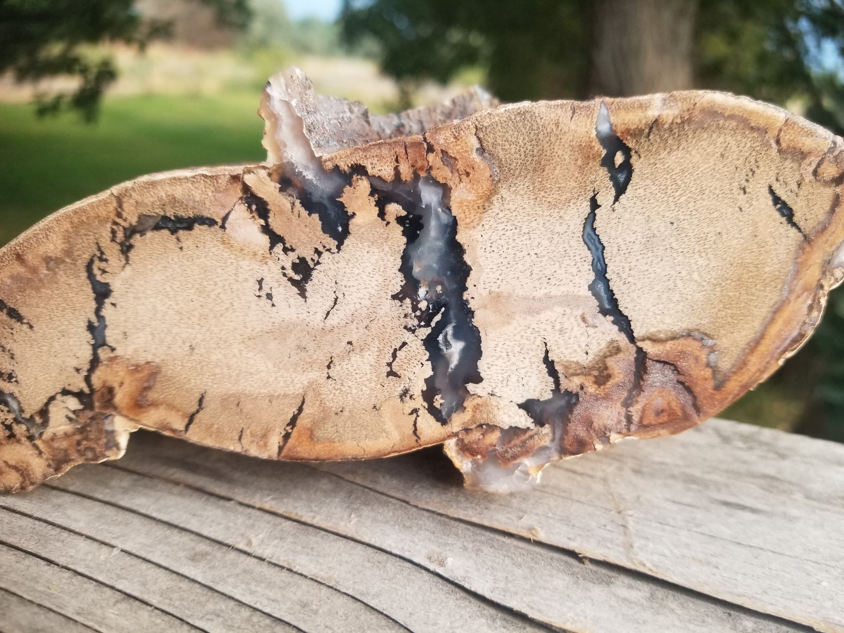 Nice Double End Polished Blue Forest Petrified Palm Wood Limb- Wyoming Agatized Wood Eden Valley