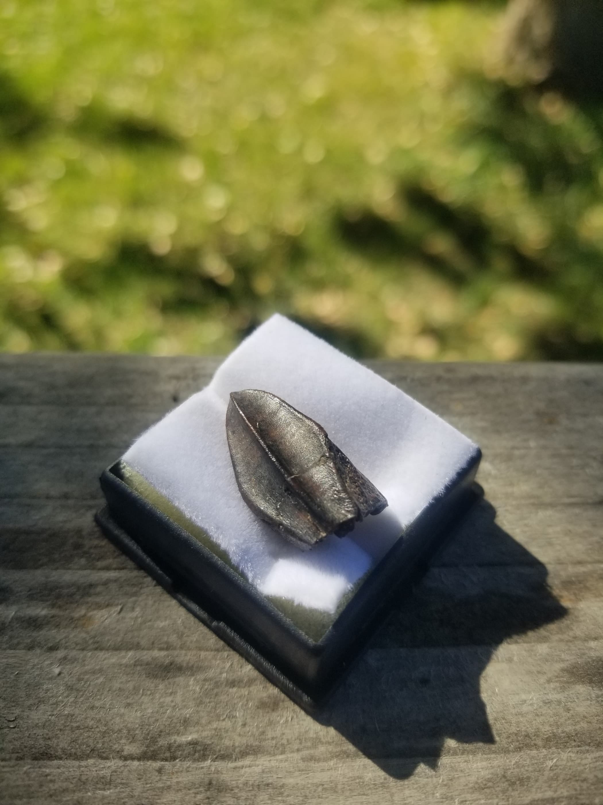 Edmontosaurus Tooth Fossil Specimen Hell Creek, MT
