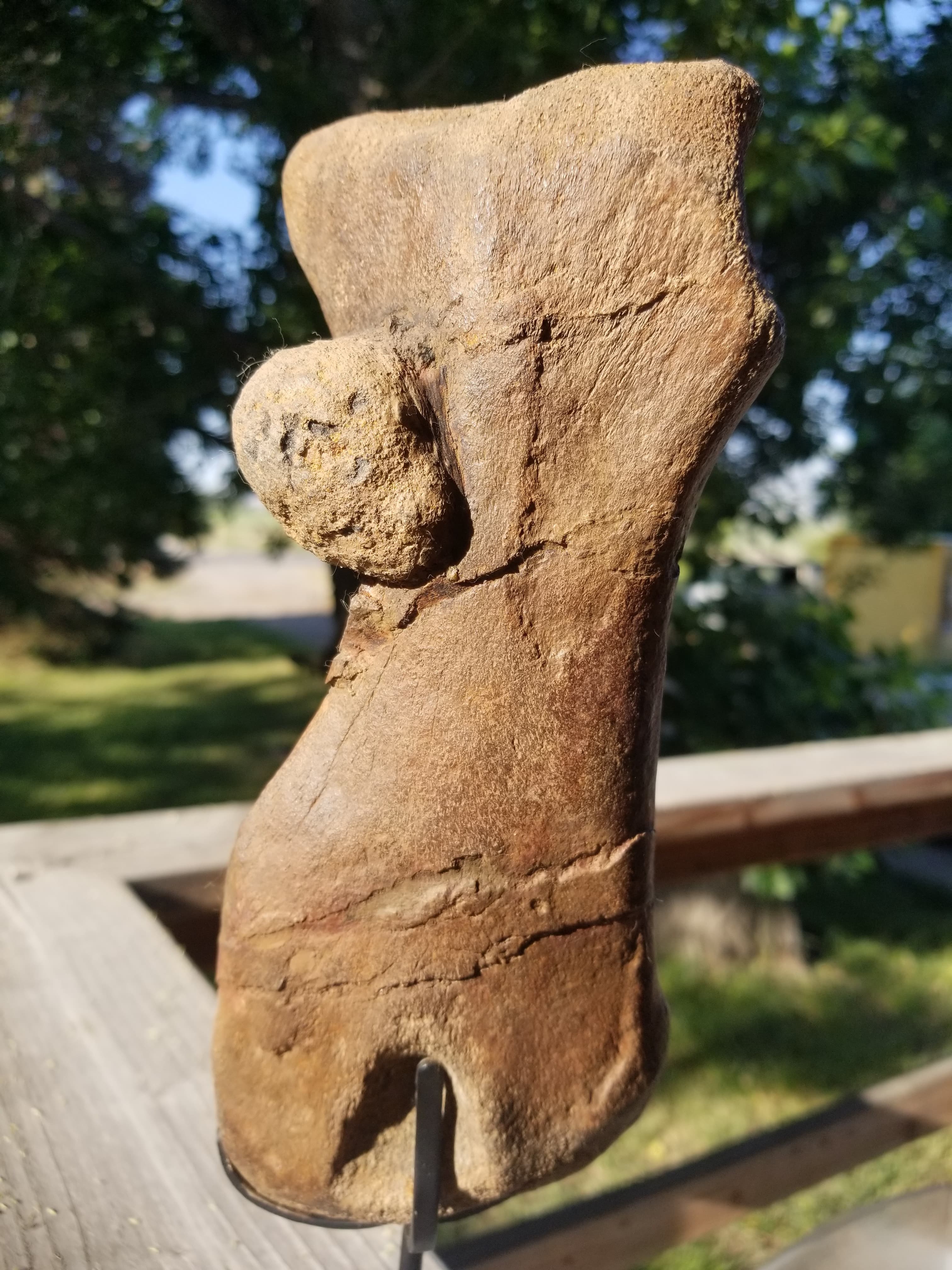 Incredible Hadrosaurus Metatarsal Fossil Specimen Cretaceous Hell Crk MT Recent Dig