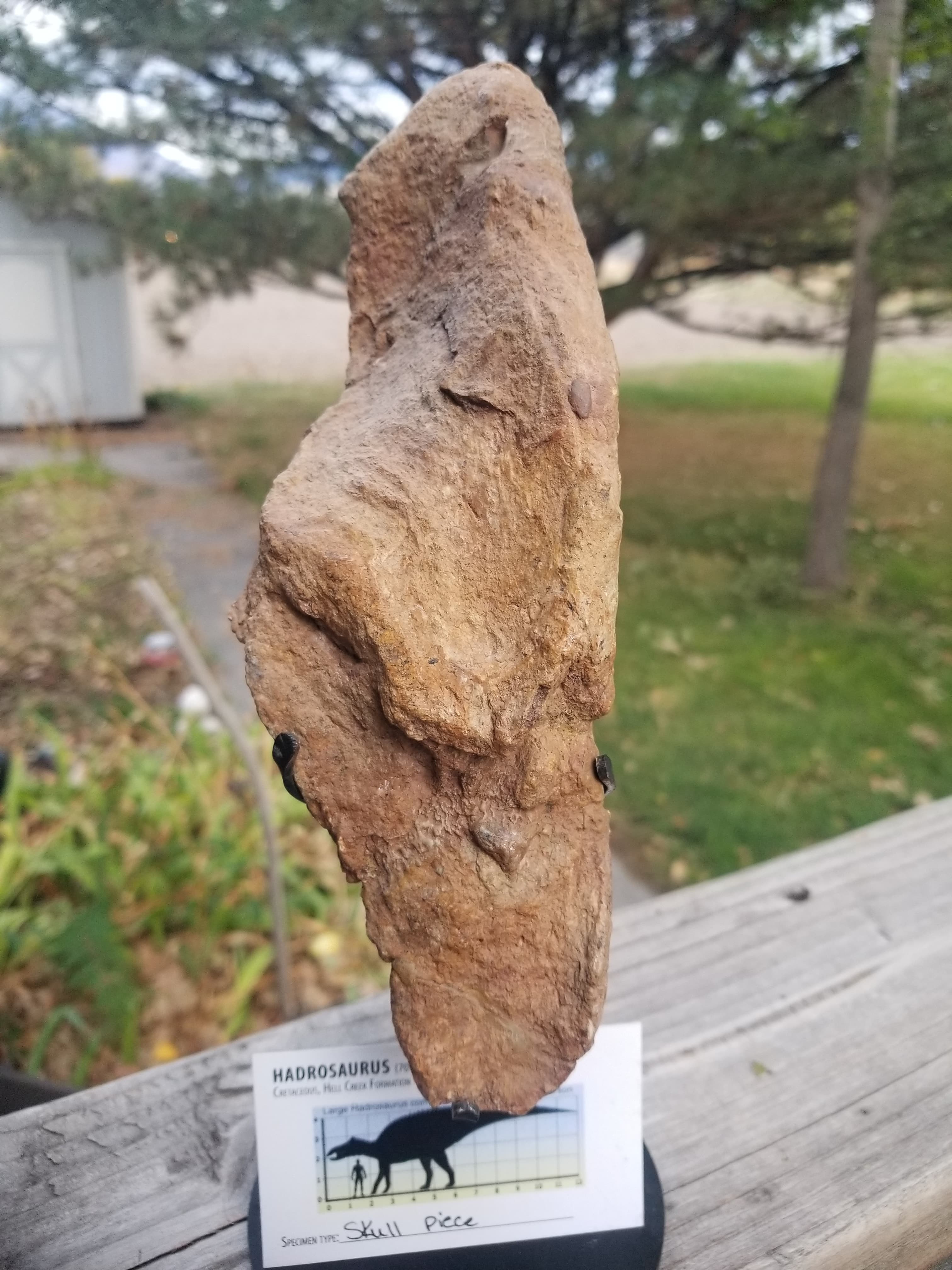 Nice Hadrosaurus Skull Section Fossil Specimen Cretaceous Hell Crk MT Recent Dig