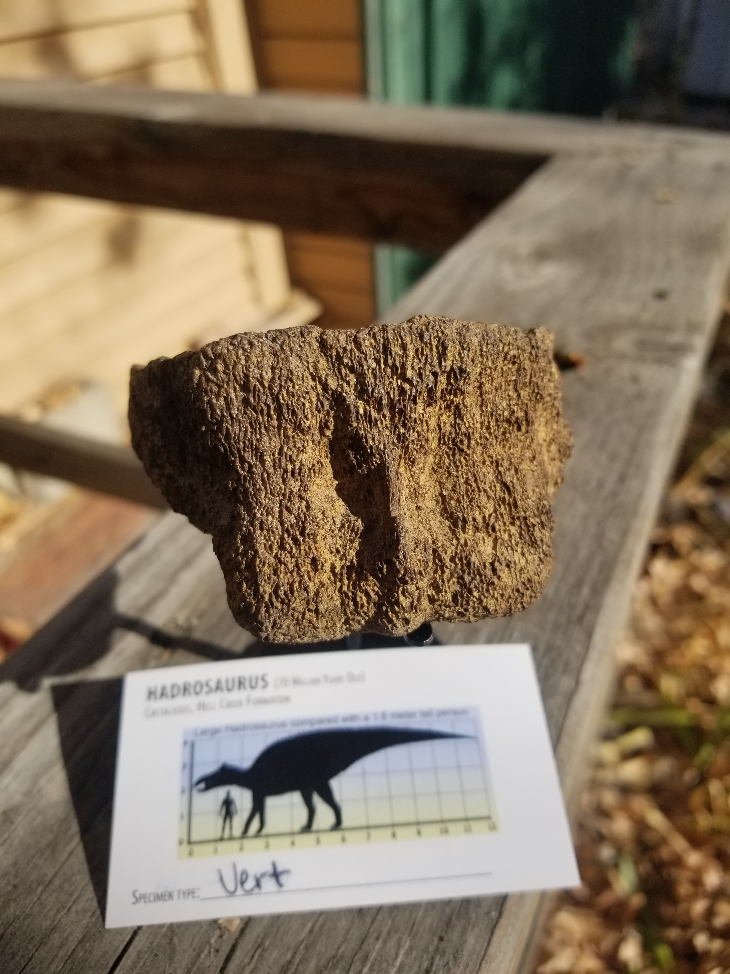 Nice Hadrosaurus Vertebrae Section Fossil Specimen Cretaceous Hell Crk MT Recent Dig