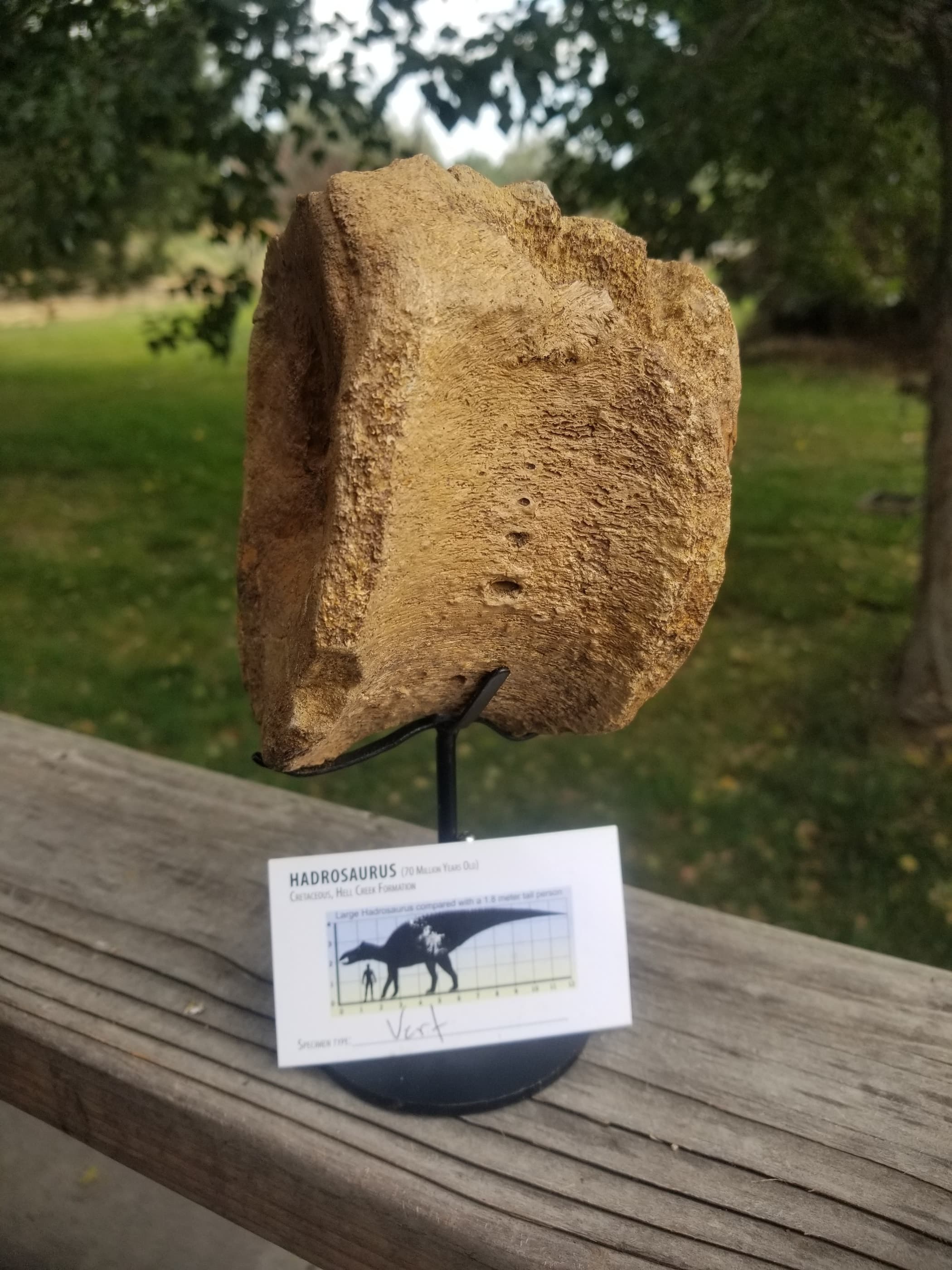 Nice Hadrosaurus Vertebrae Centrum Fossil Specimen Cretaceous Hell Crk MT Recent Dig