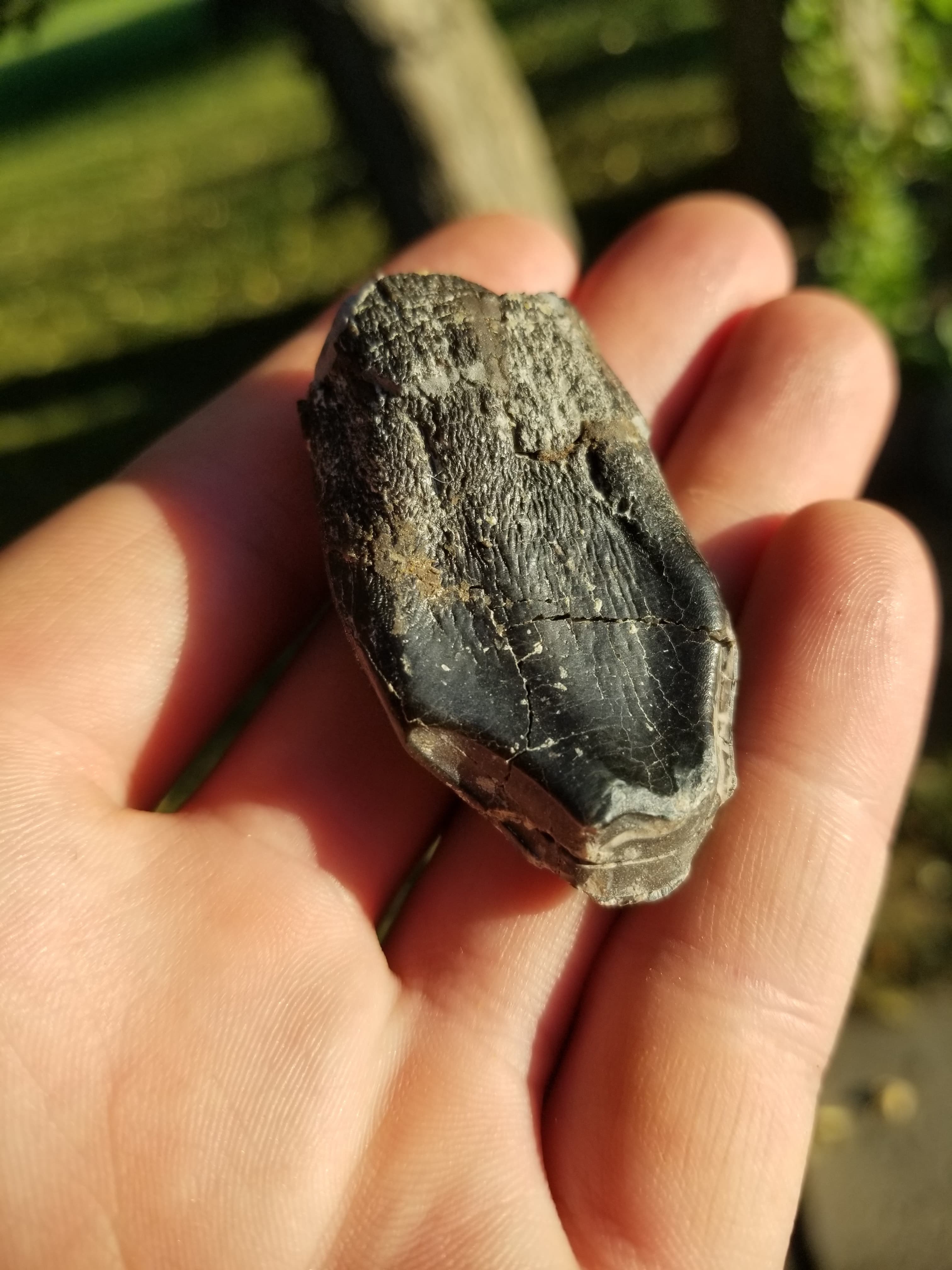 Nice Large Camarasaurus Tooth Fossil 1.75" Specimen Morrison Jurassic, CO