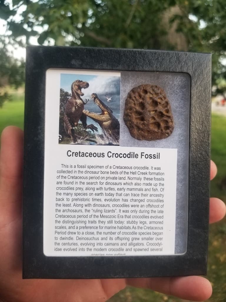 Nice Crocodile Scute Osteoderm Fossil Specimen Defined Cretaceous Hell Creek MT