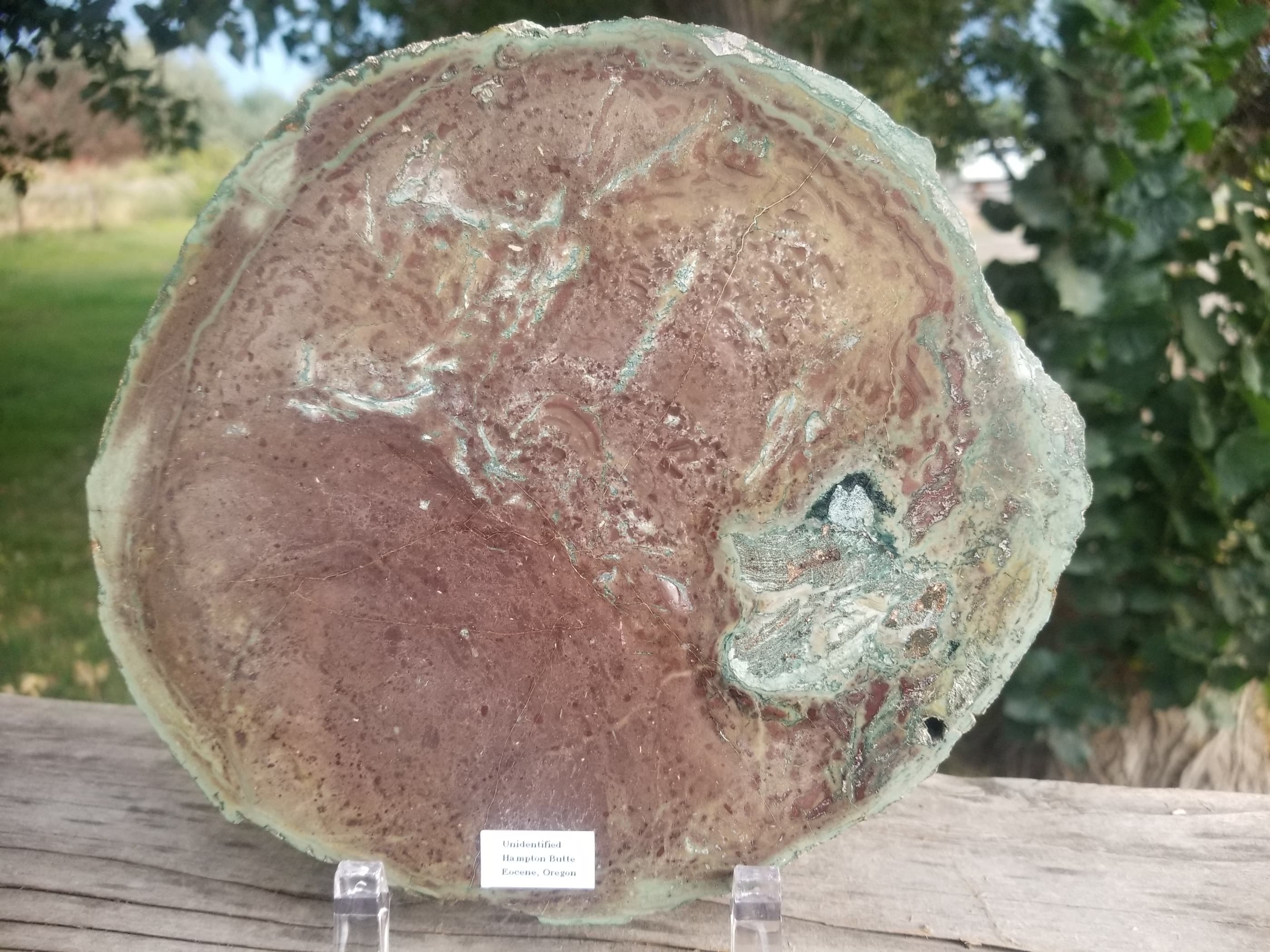 Nice Large Hampton Butte Polished Petrified Wood Round Thick Slab Eocene Oregon