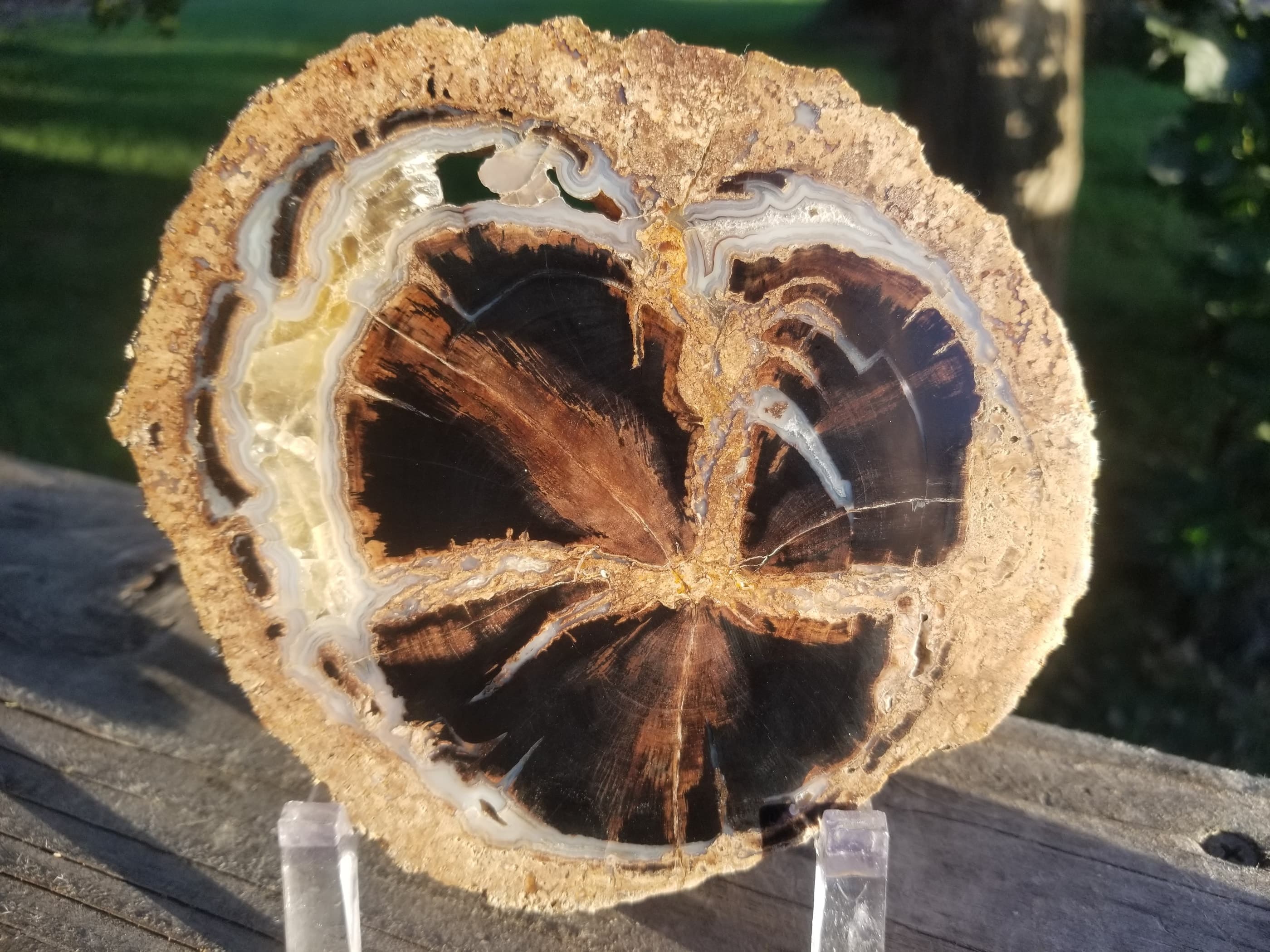 Nice Large Polished Blue Forest Petrified Wood Slab Specimen - Wyoming Agatized Wood Eden Valley