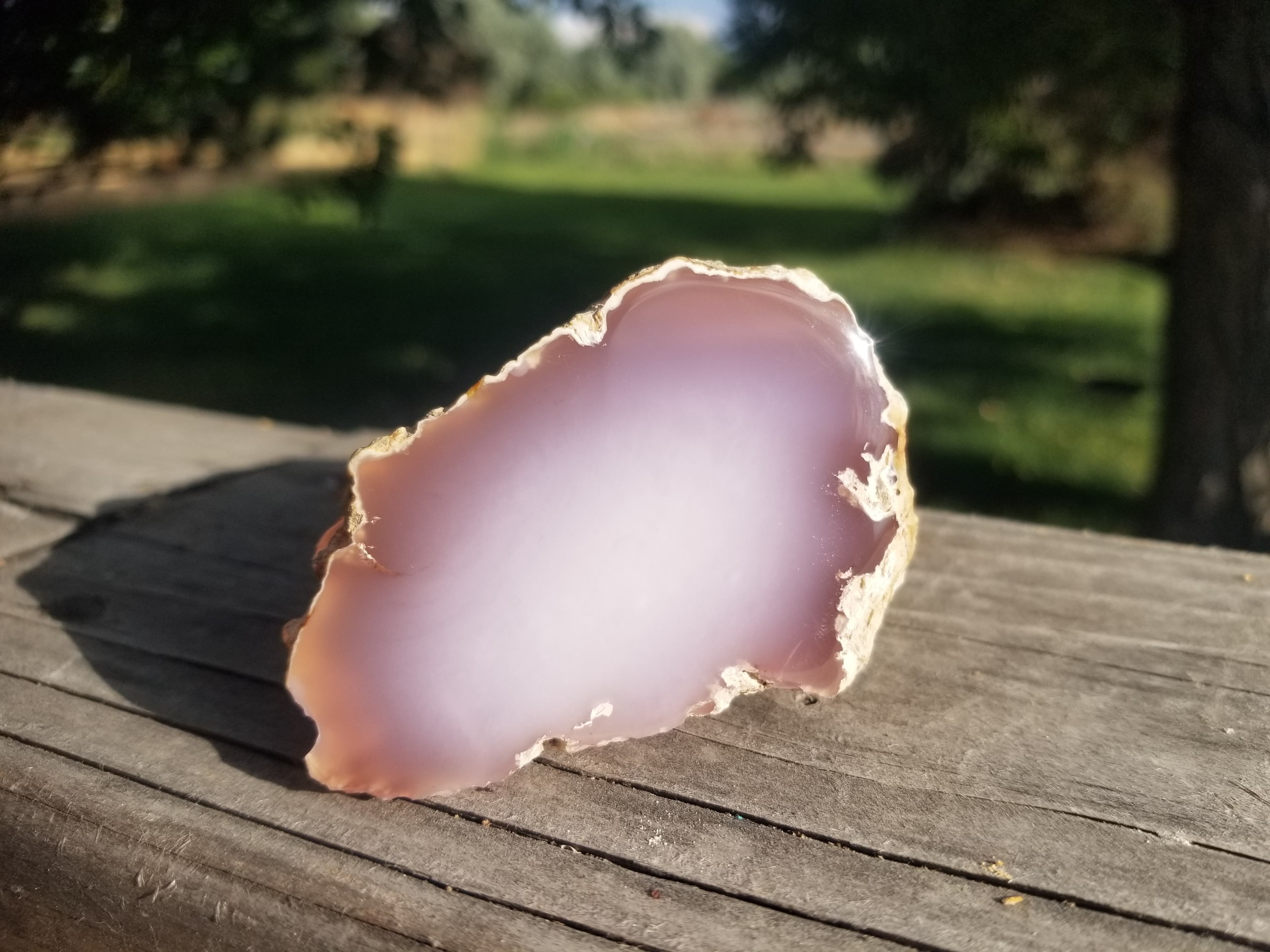 Nice Large Polished Texas Springs Petrified Agatized Wood Limb Cast Pink Oligocene NV 9oz 268g