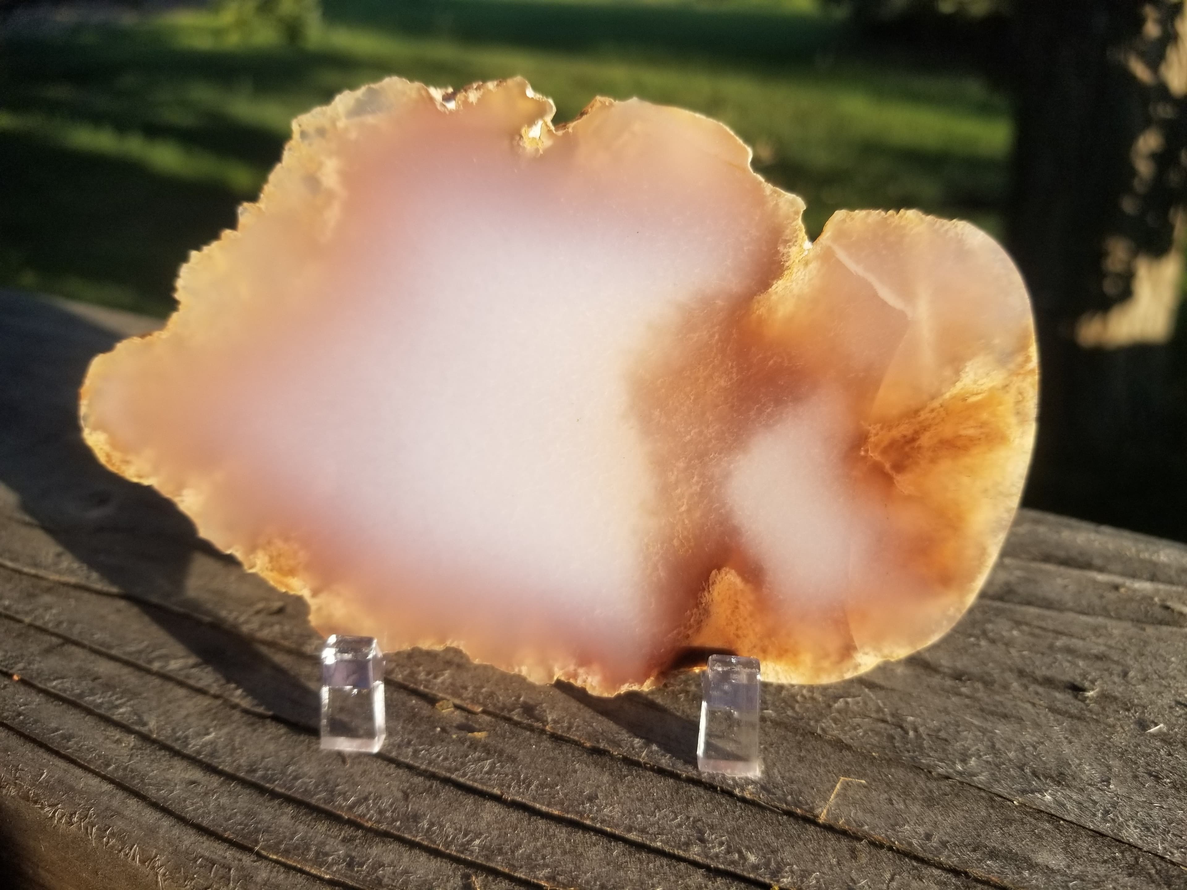Nice Large Polished Texas Springs Petrified Agatized Wood End Slab Limb Cast Pink Oligocene NV 4.5x3"