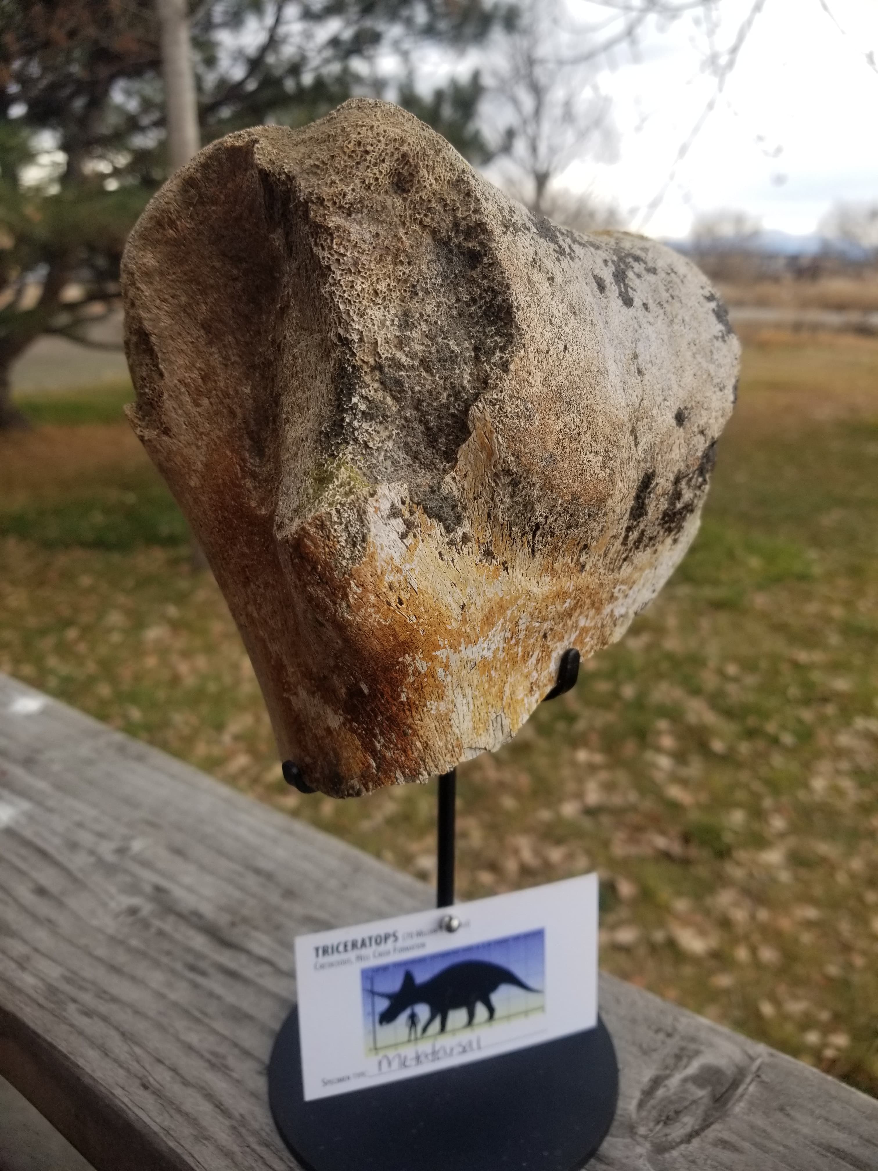 Nice Large Triceratops Metatarsal Section Fossil Specimen Defined Cretaceous Hell Creek MT