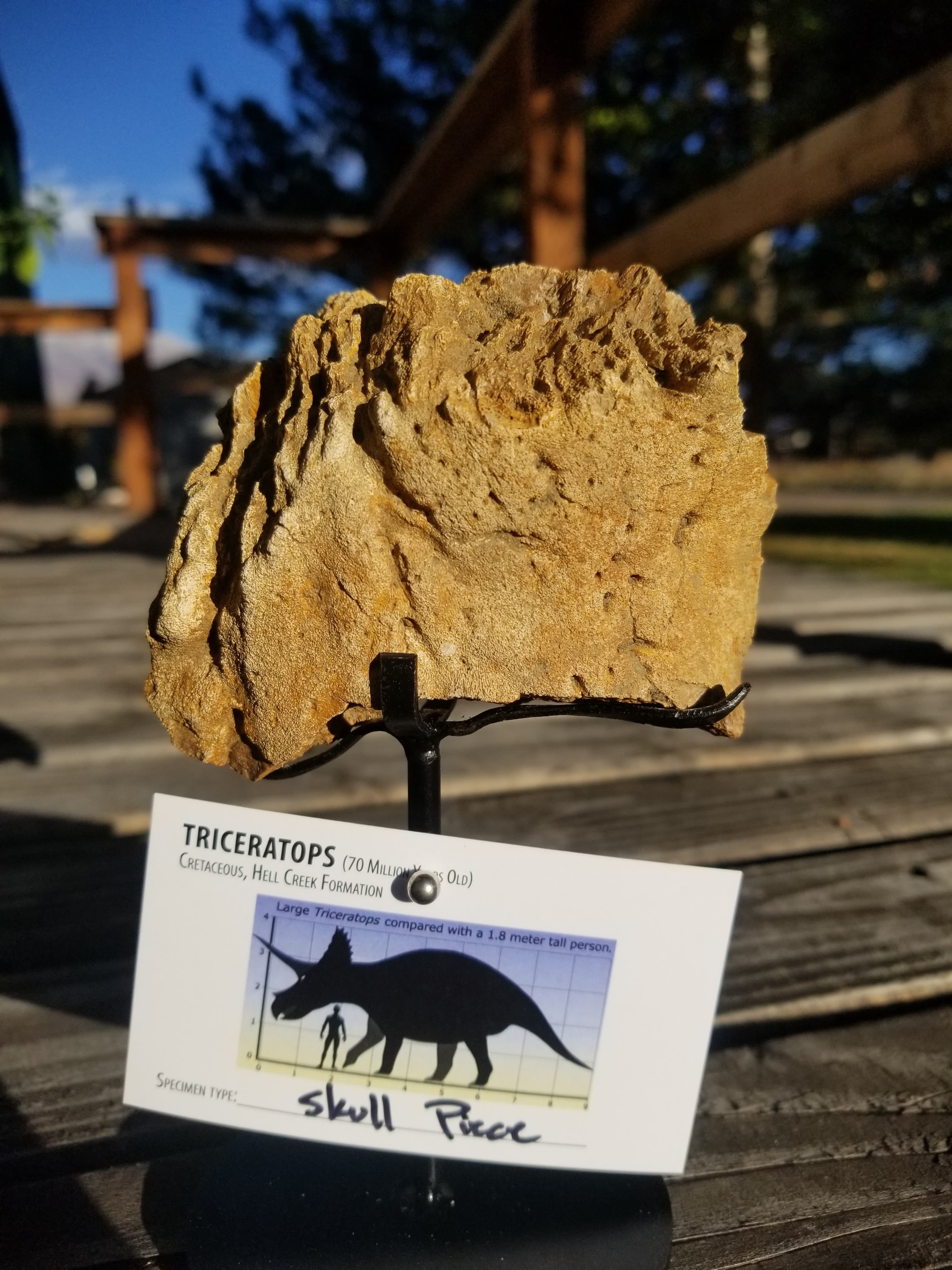 Nice Triceratops Skull Section Fossil Specimen Defined Cretaceous Hell Creek MT