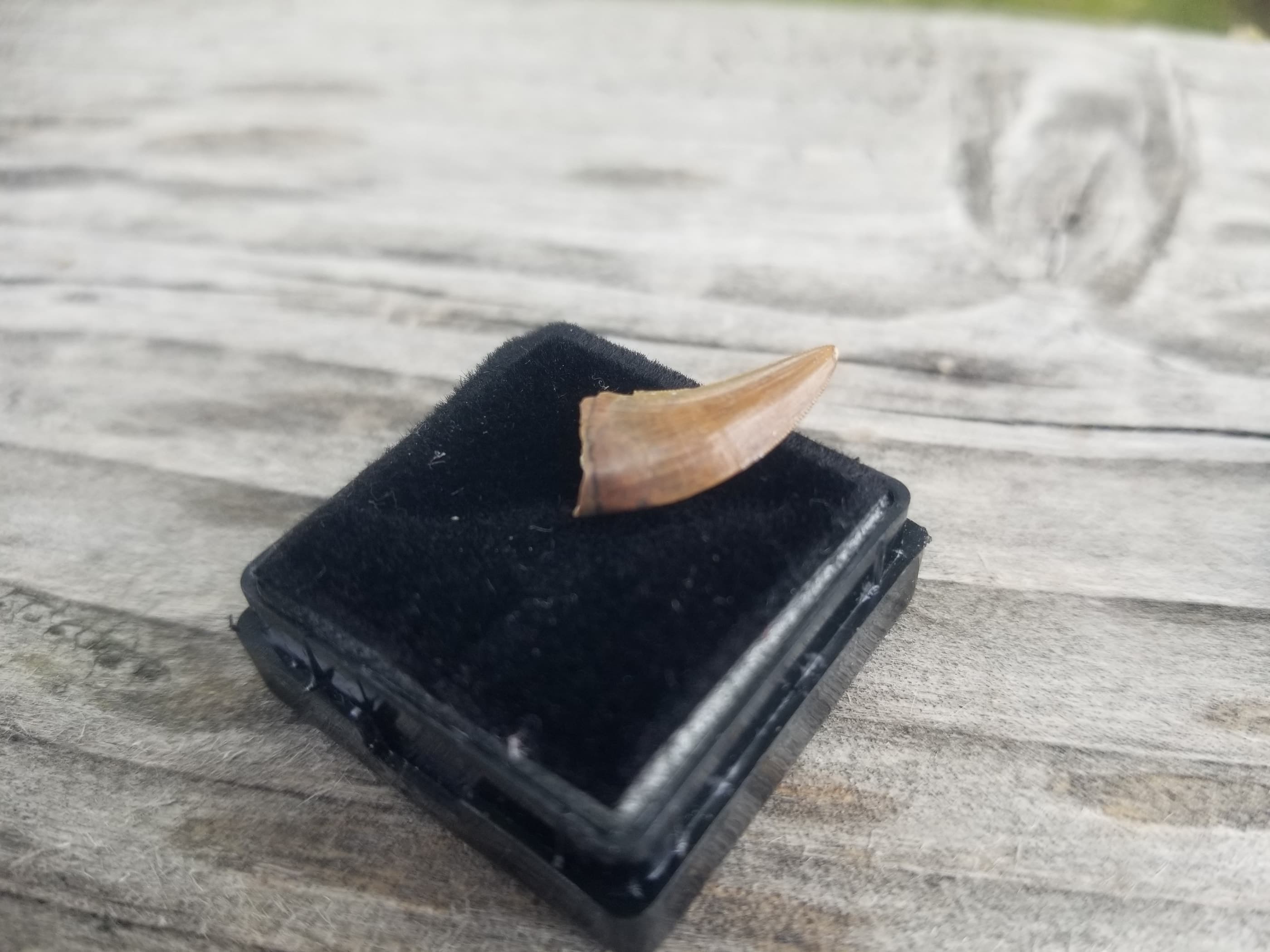 Nice 1.25" Nanotyrannus Tooth Fossil Specimen Hell Creek, MT