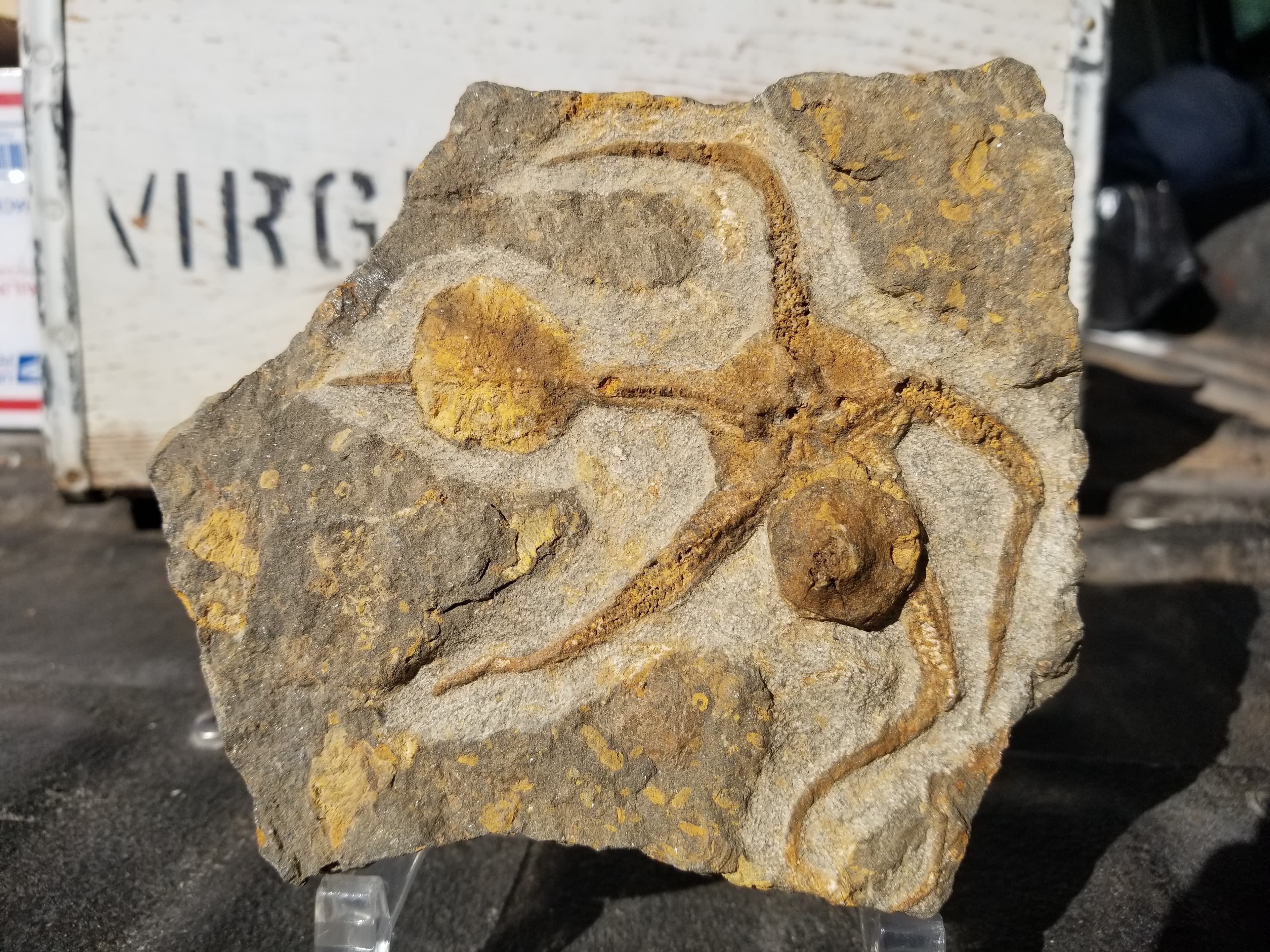 Nice Ordovician Sea Starfish Brittlestar Fossil Morocco Marine Over 400 Mill Yrs Old Atlas Mountains