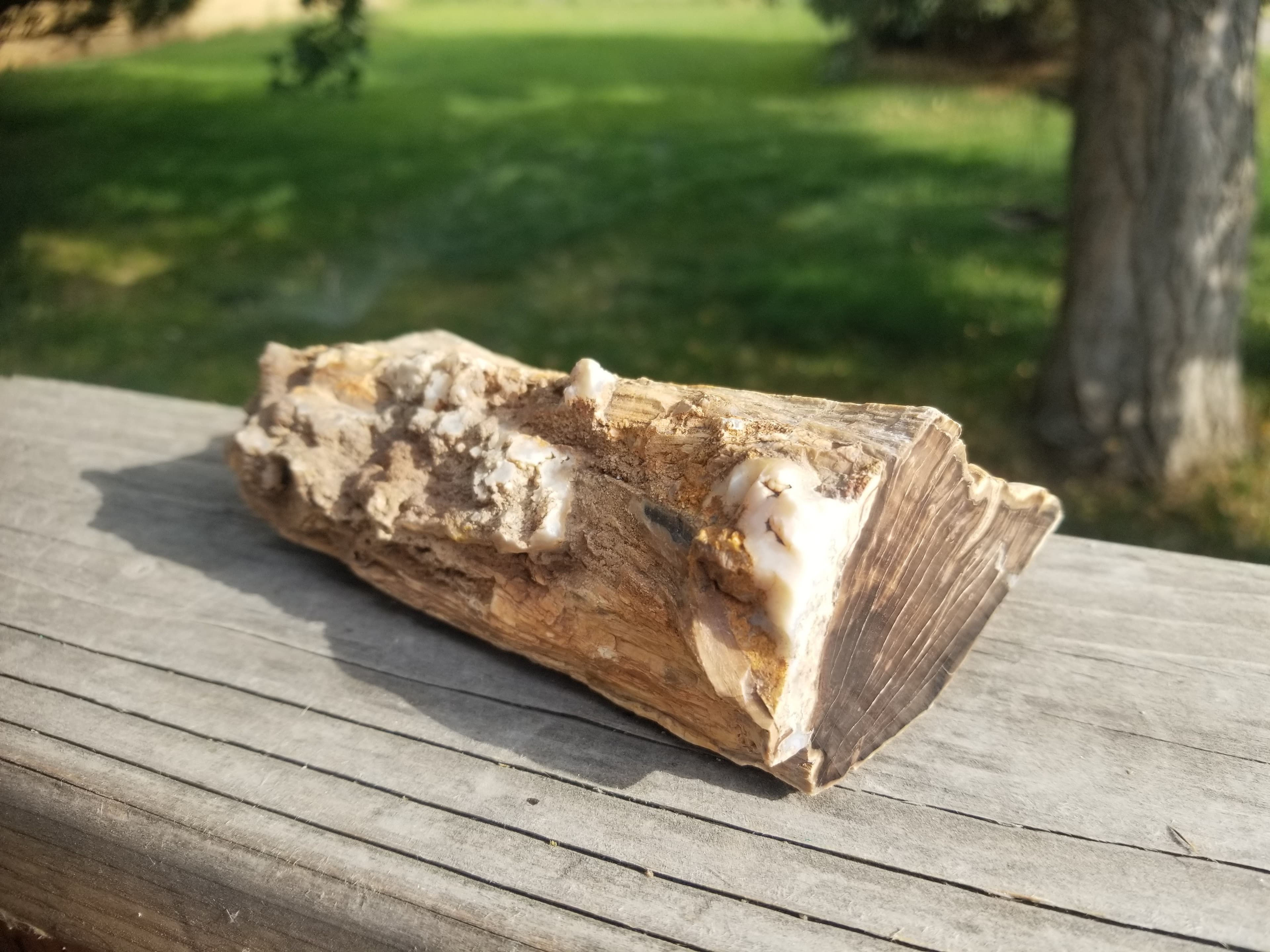 Nice Polished Blue Forest Petrified 1/4 Wood Limb Live Edge - Wyoming Agatized Wood Eden Valley