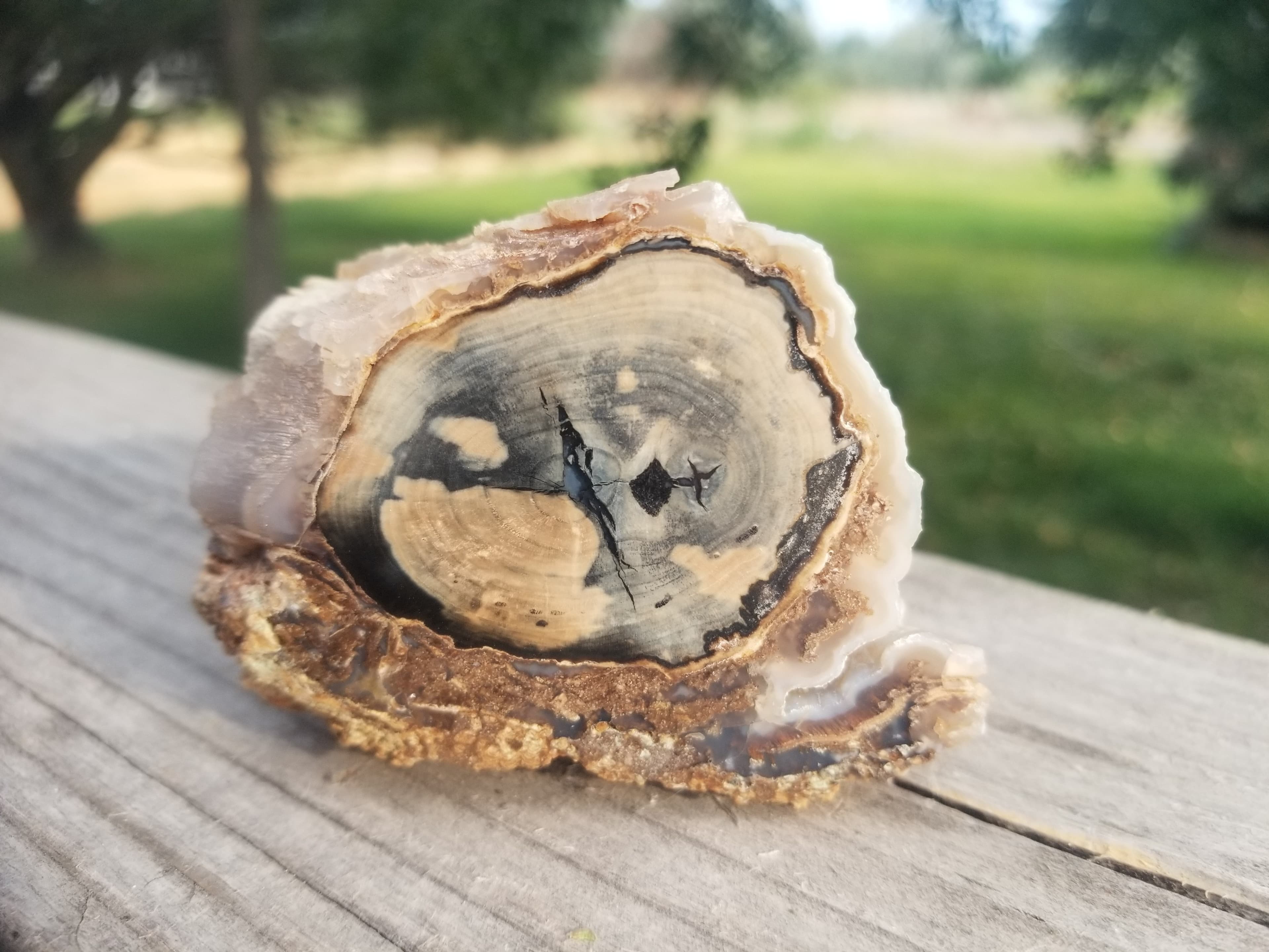 Nice Polished Blue Forest Petrified Wood Limb Knot Botryoidals - Wyoming Agatized Wood Eden Valley