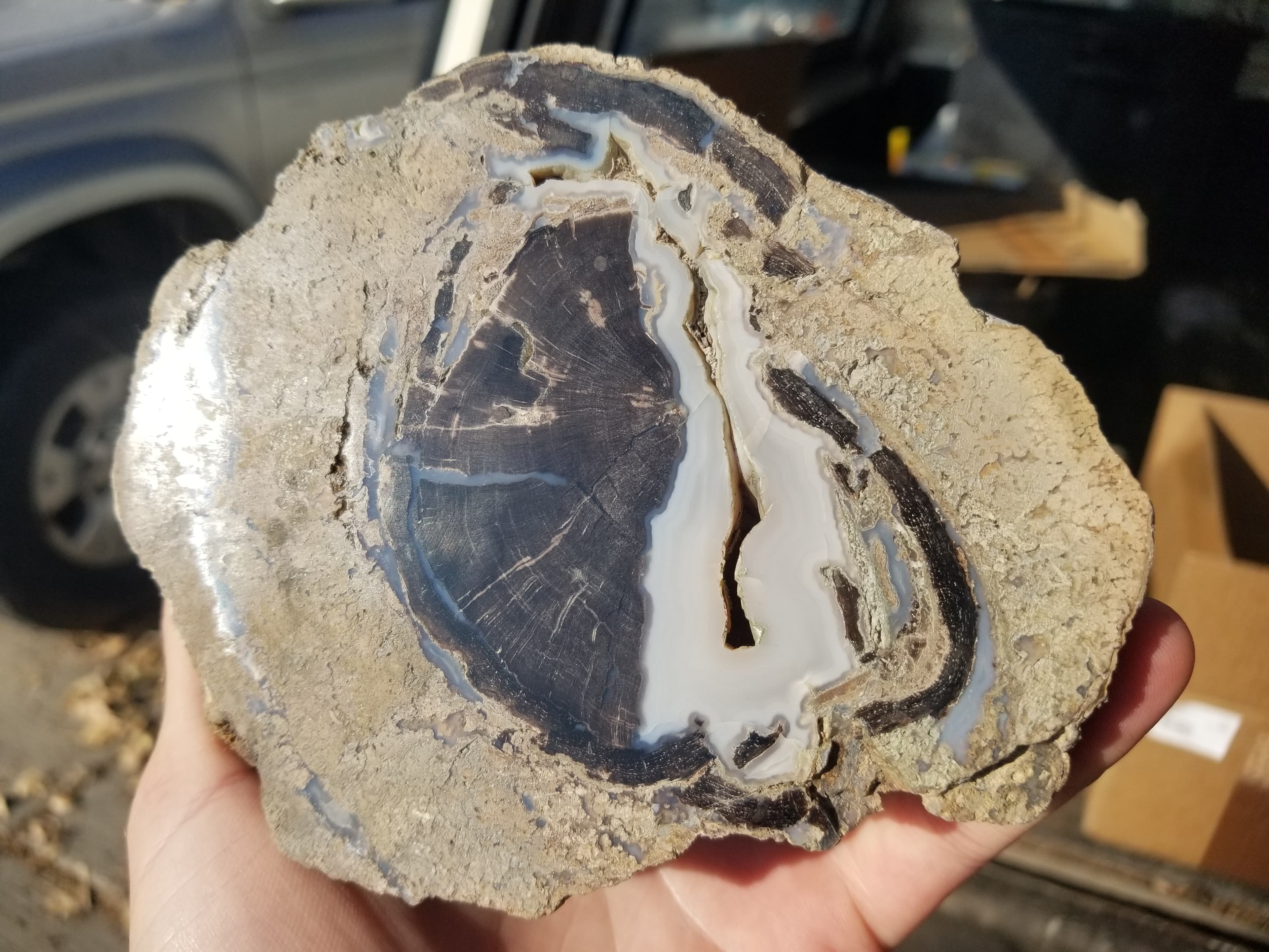Nice Polished Blue Forest Petrified Wood Limb Round Large Fortification - Wyoming Agatized Wood Eden Valley 1.5Lb