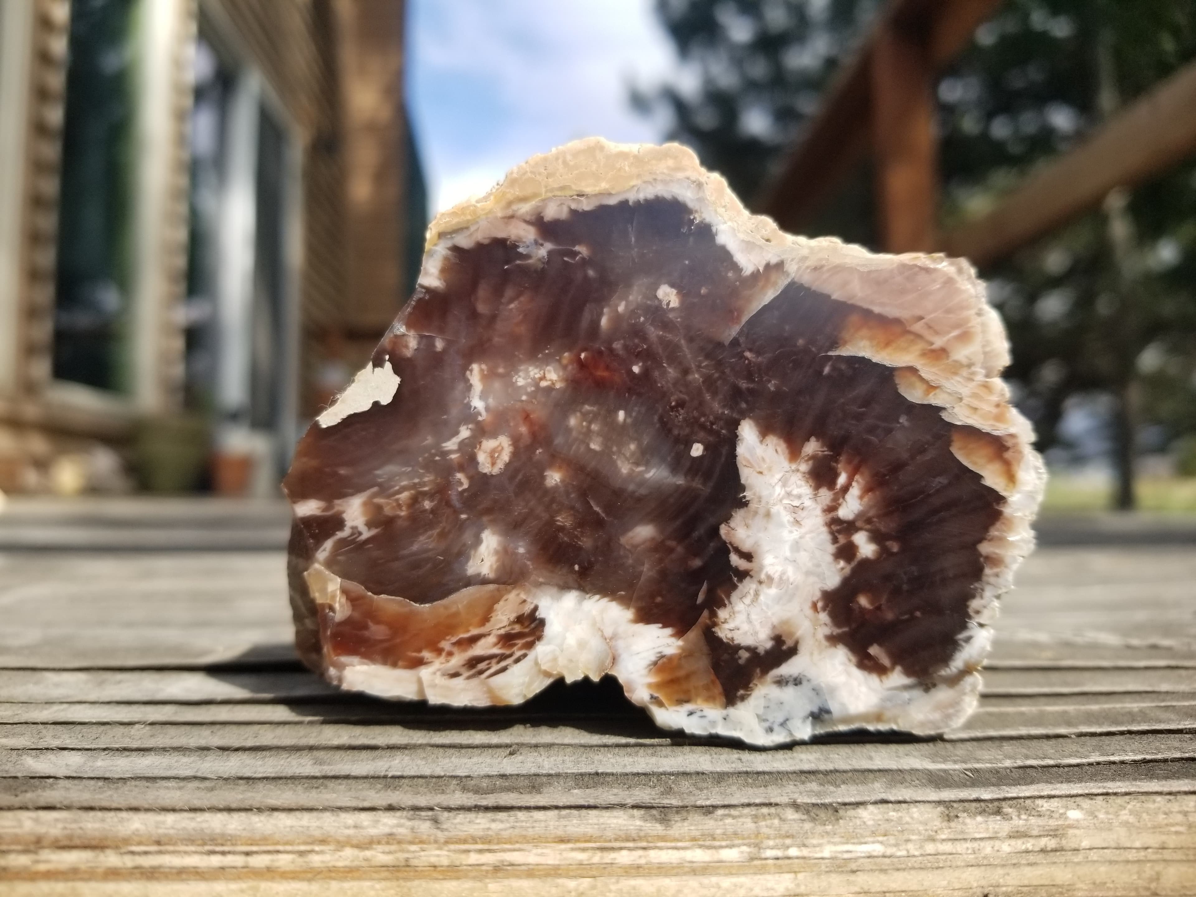 Nice Polished Petrified Wood Limb- Wyoming Agatized Wood Eden Valley 15oz