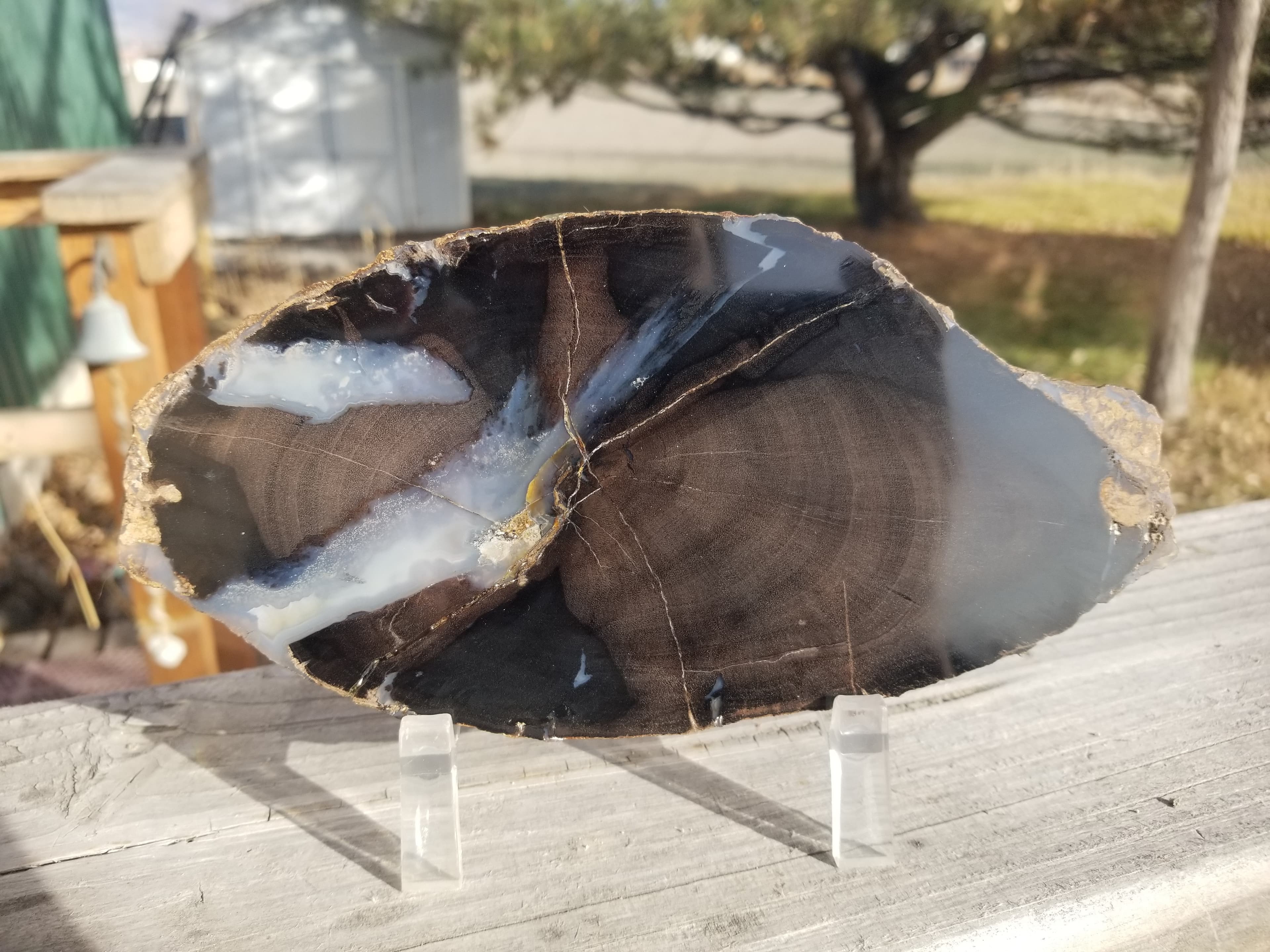 Nice Large Polished Blue Forest Petrified Wood Slab Specimen - Wyoming Agatized Wood Eden Valley