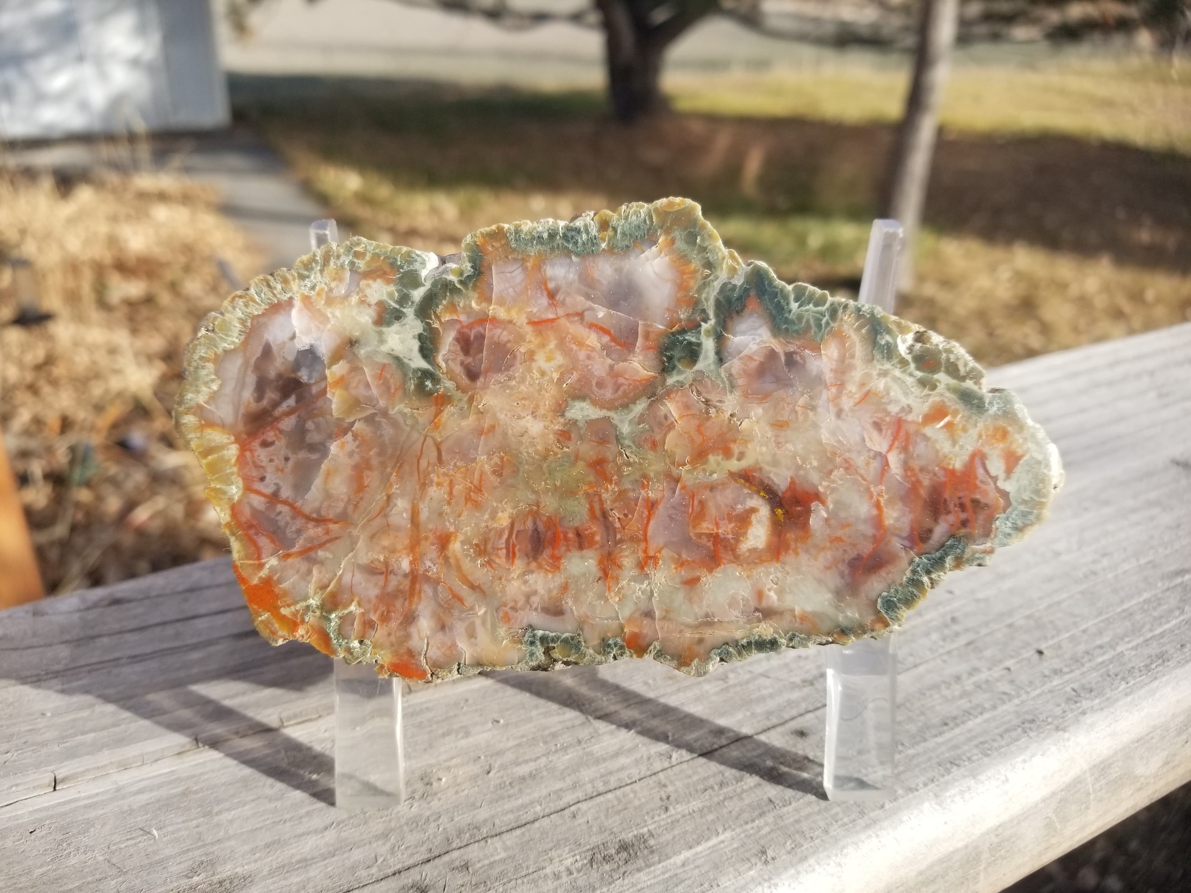 Nice Polished Coprolite Half Specimen Fossilized Agatized Dinosaur Poop Dung Natural 3/4Lb