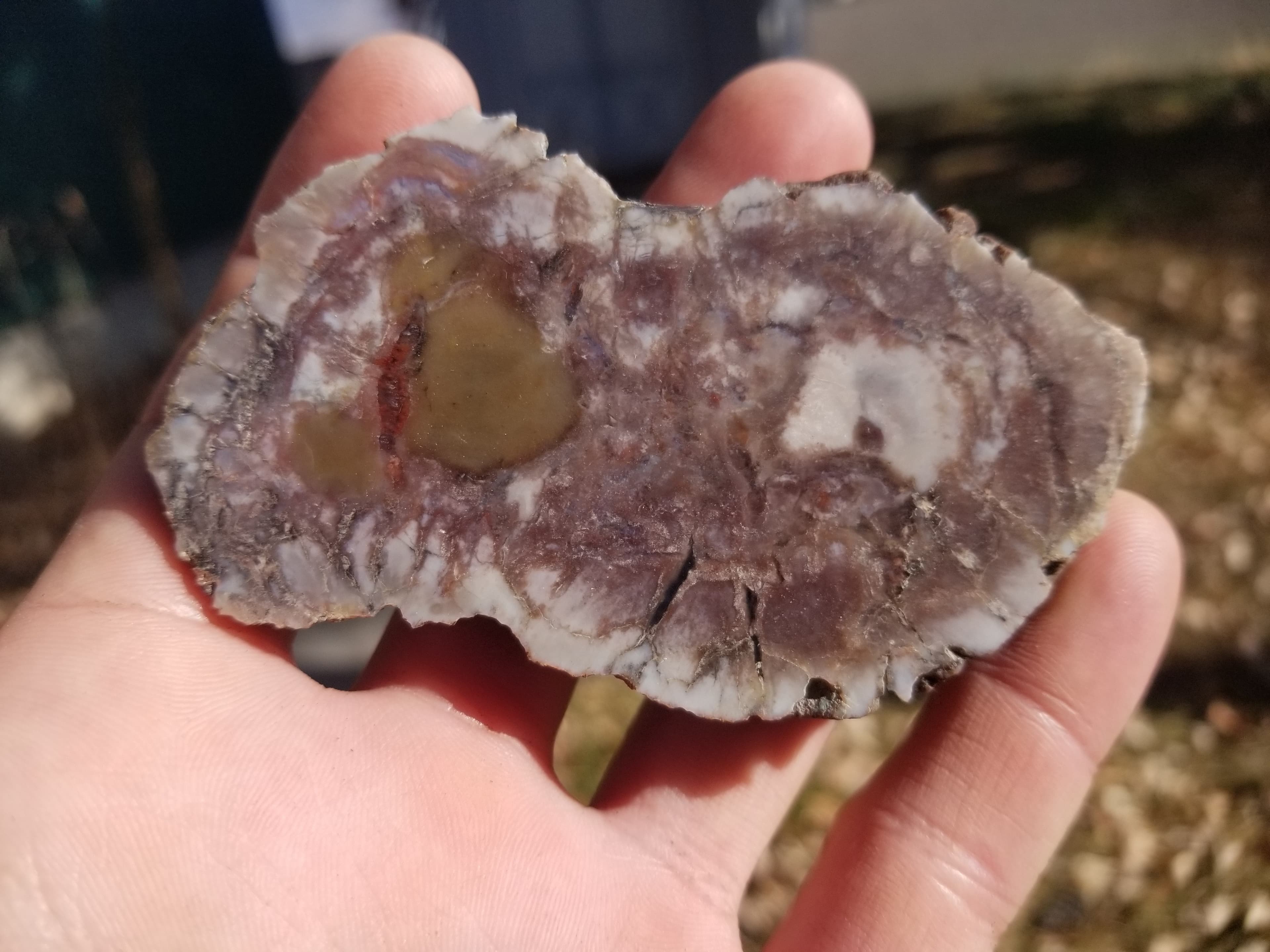 Nice Polished Coprolite End Specimen Fossilized Agatized Dinosaur Poop Dung Natural 108g