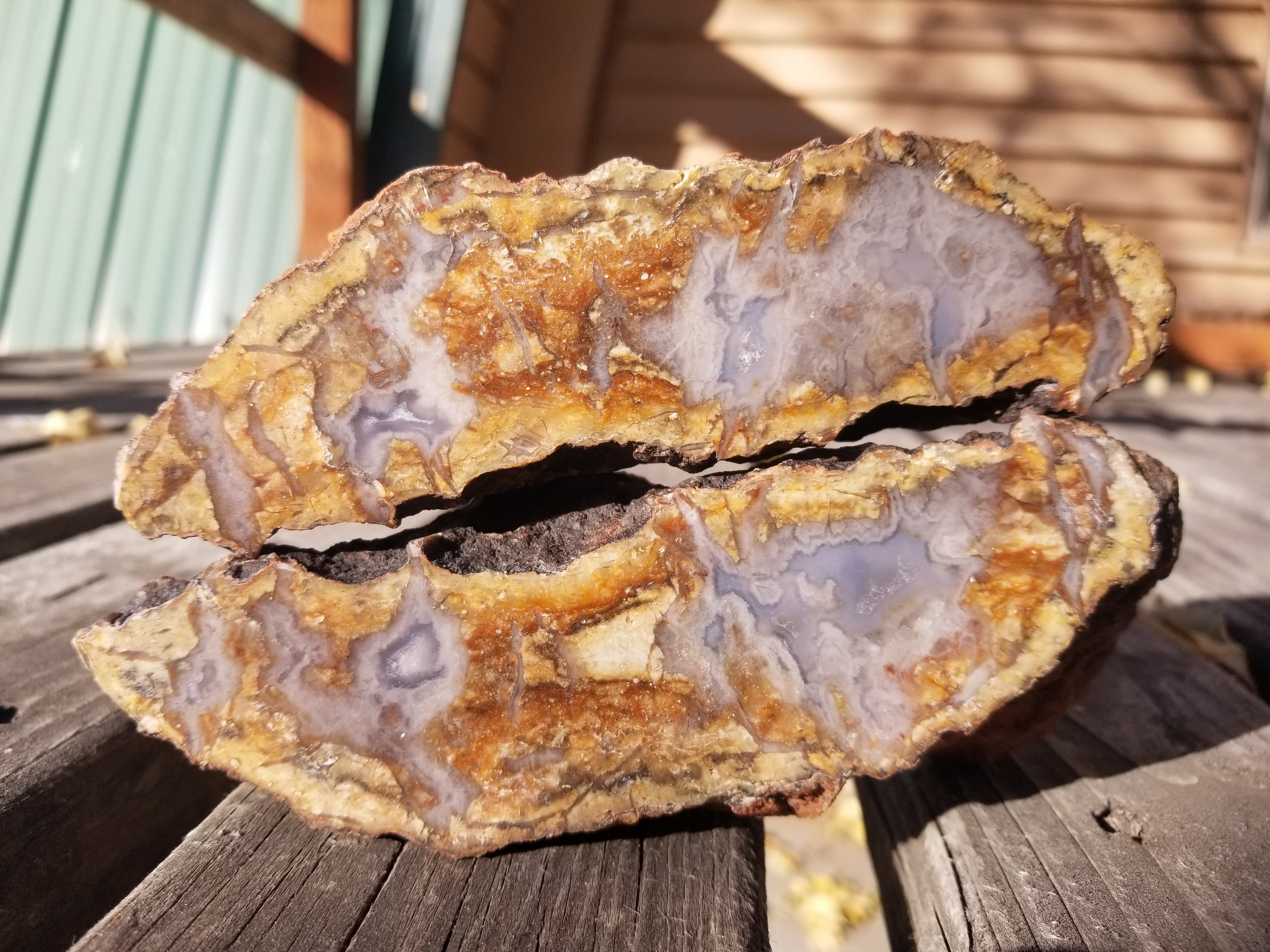 Nice Polished Coprolite Whole Specimen Halved Fossilized Agatized Dinosaur Poop Dung Natural 2+Lb