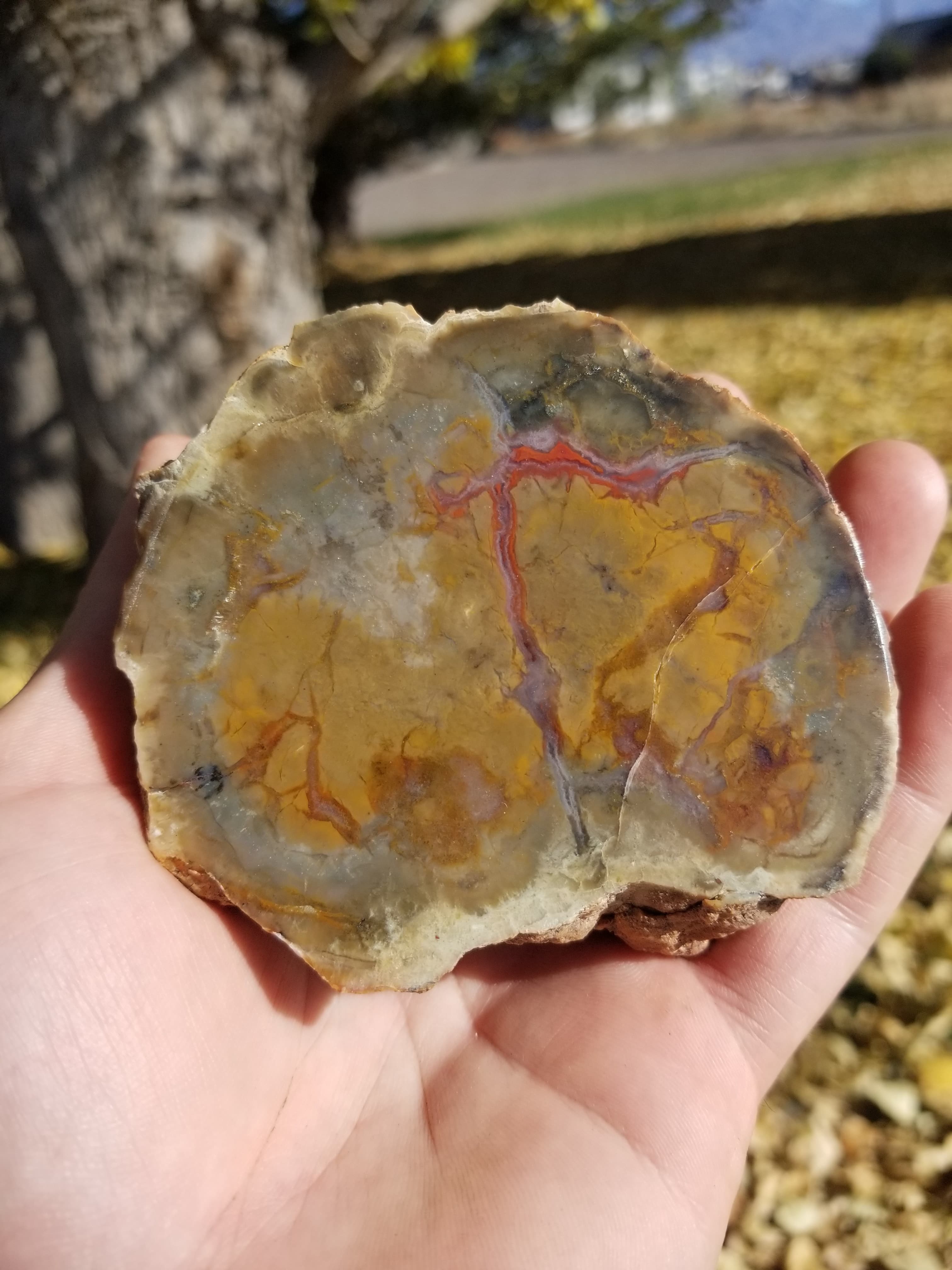 Nice Polished Coprolite Half Specimen Fossilized Agatized Dinosaur Poop Dung Natural 421g