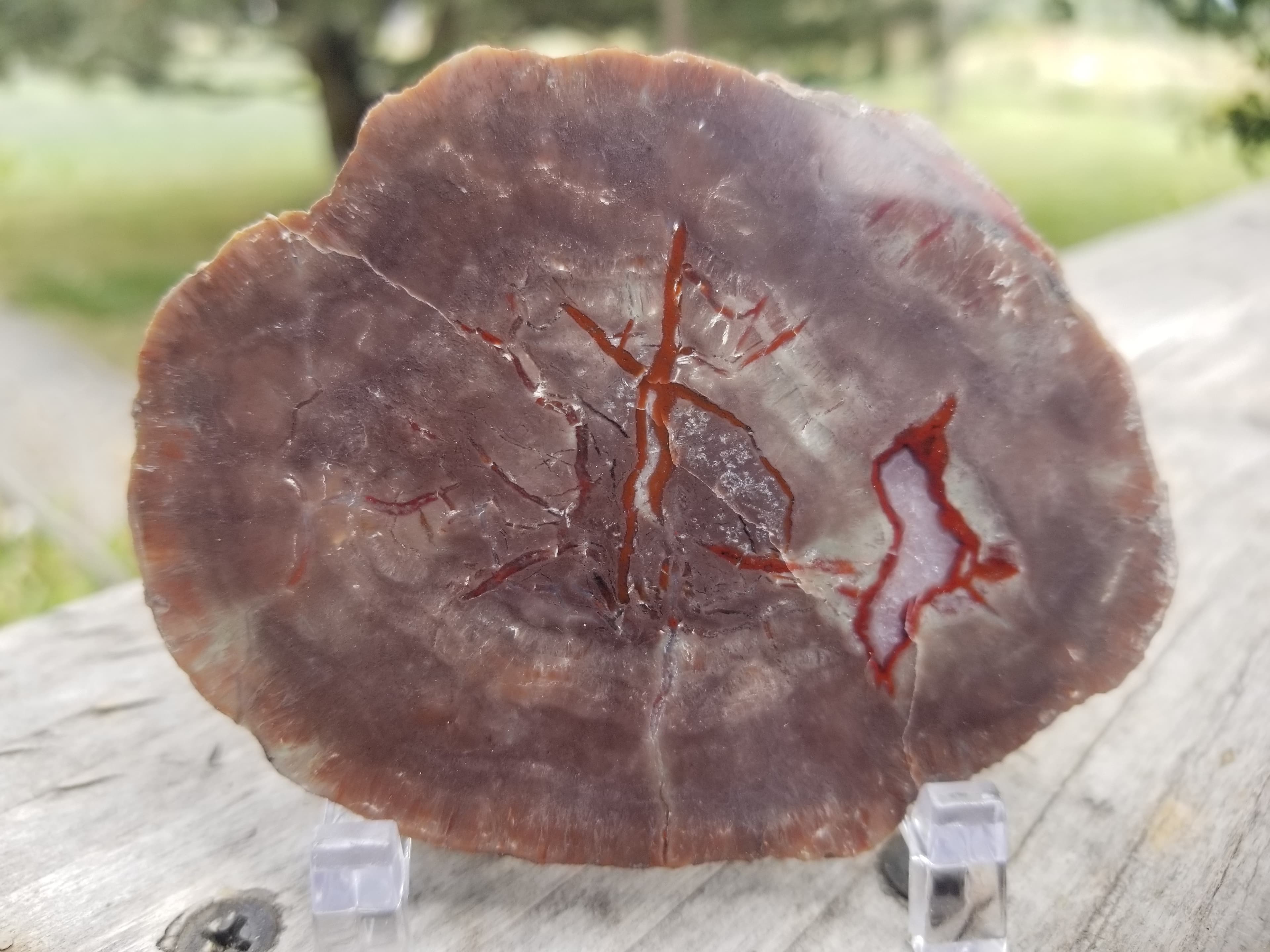 Nice Polished Coprolite Slab Specimen Fossilized Agatized Dinosaur Poop Dung Natural 62g