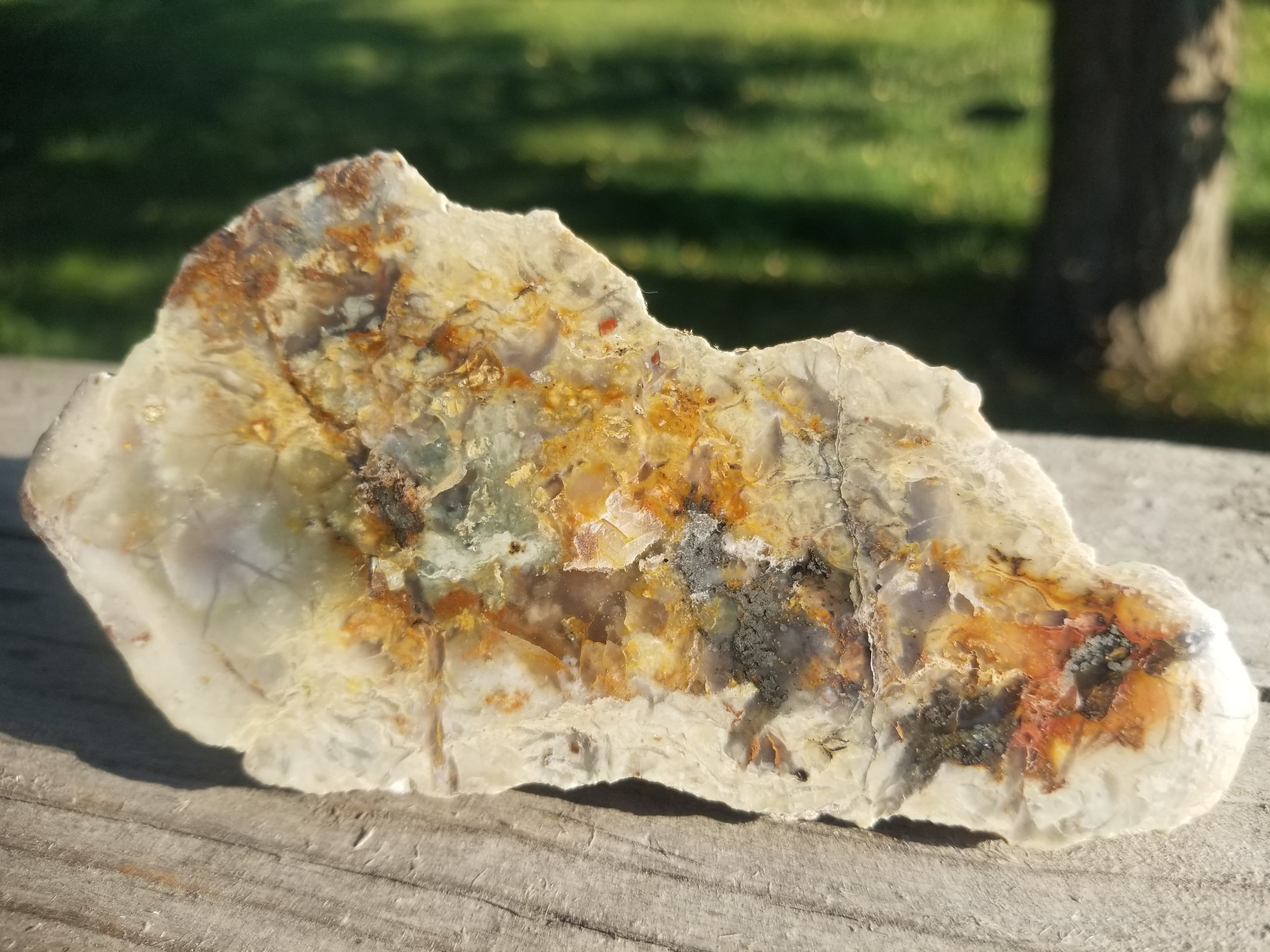 Nice Polished Coprolite Half Specimen Fossilized Agatized Dinosaur Poop Dung Natural