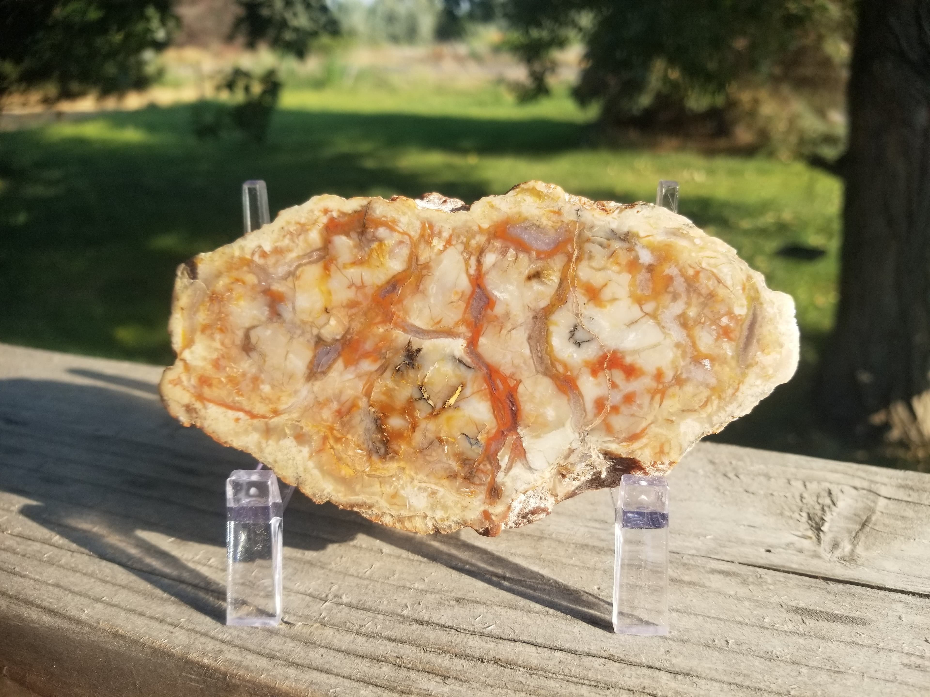 Nice Polished Coprolite Half Specimen Fossilized Agatized Dinosaur Poop Dung Natural