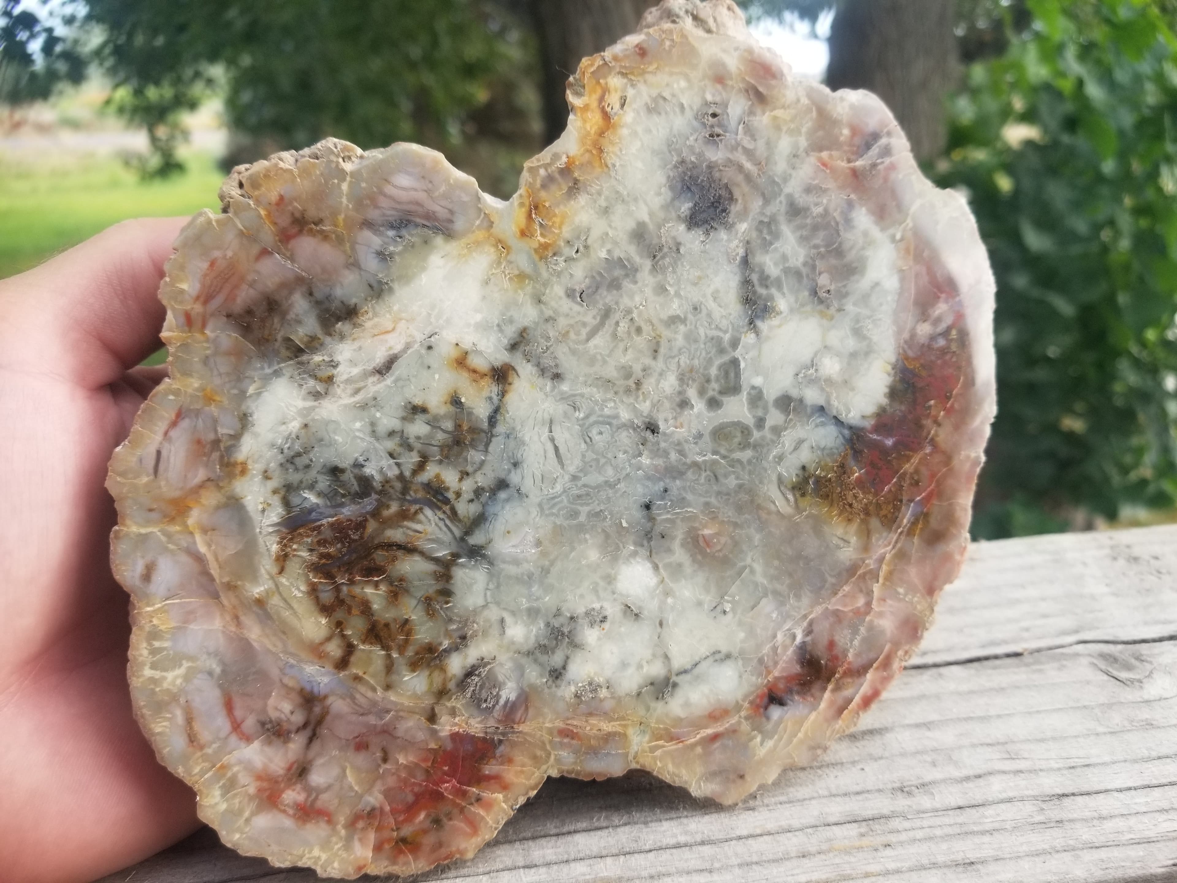 Nice Large Polished Coprolite Half Specimen Fossilized Agatized Dinosaur Poop Dung Natural 2.7Lb
