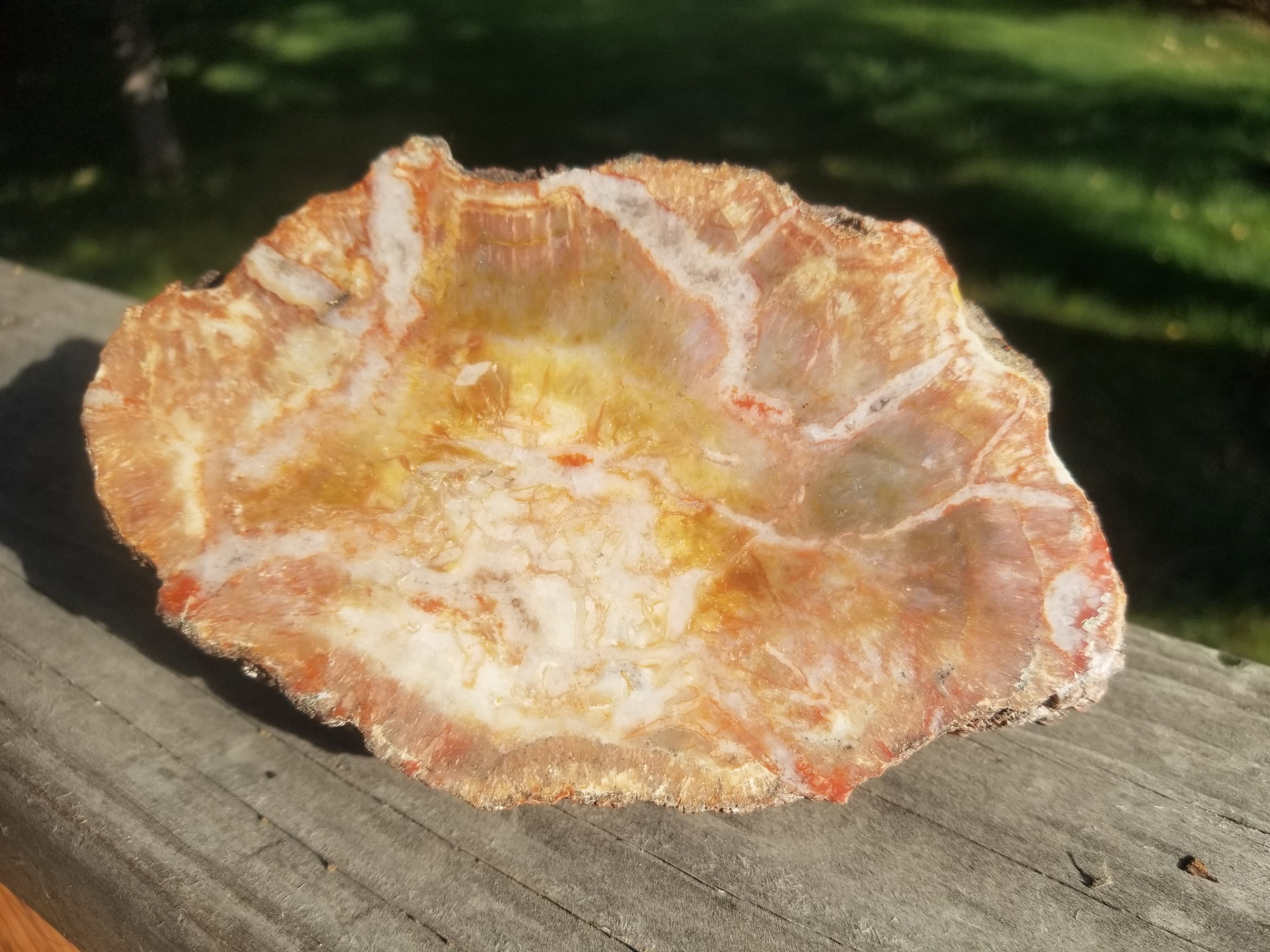 Nice Polished Coprolite Half Specimen Fossilized Agatized Dinosaur Poop Natural