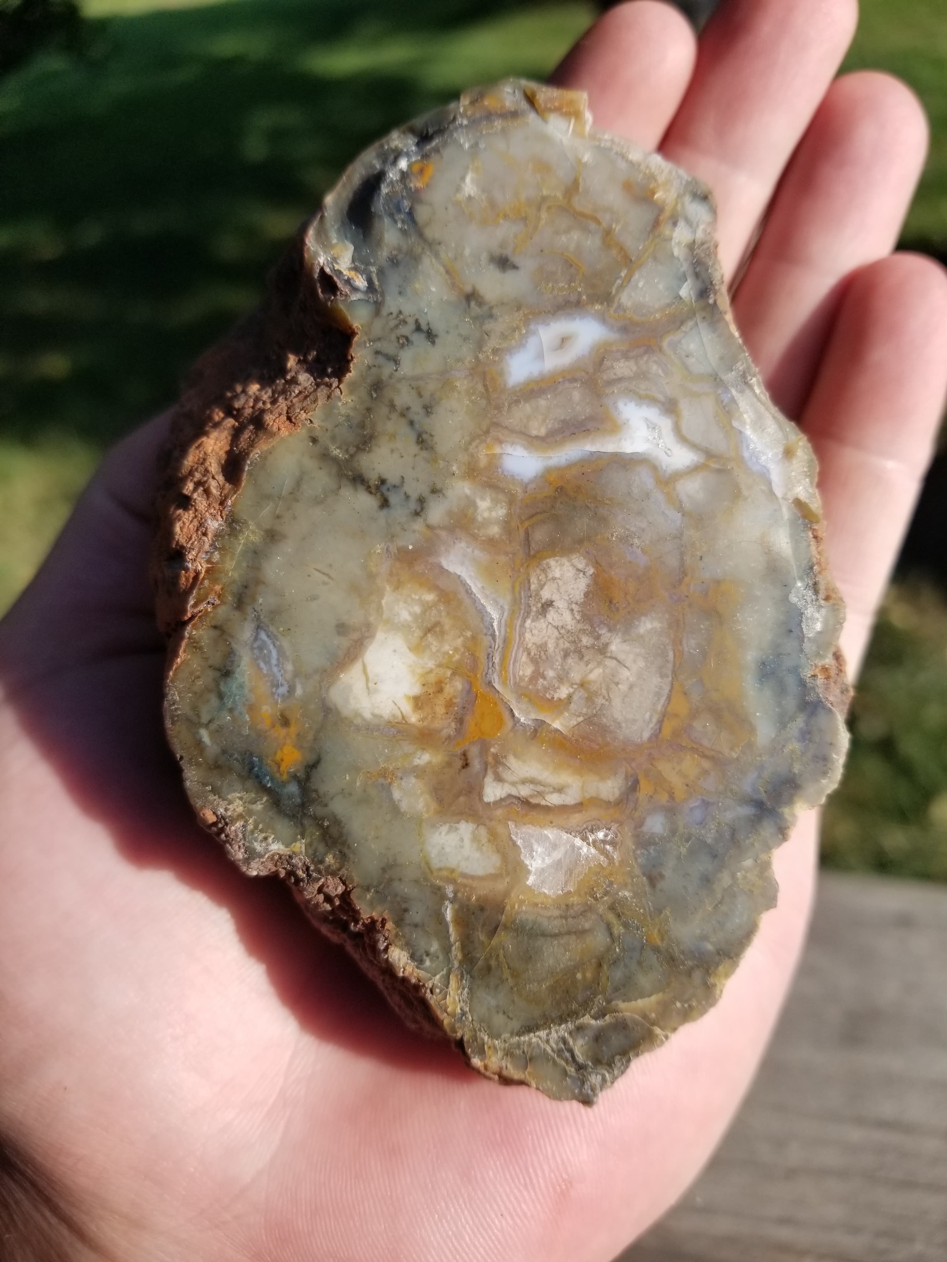 Nice Polished Coprolite Half Specimen Fossilized Agatized Dinosaur Poop Dung Natural