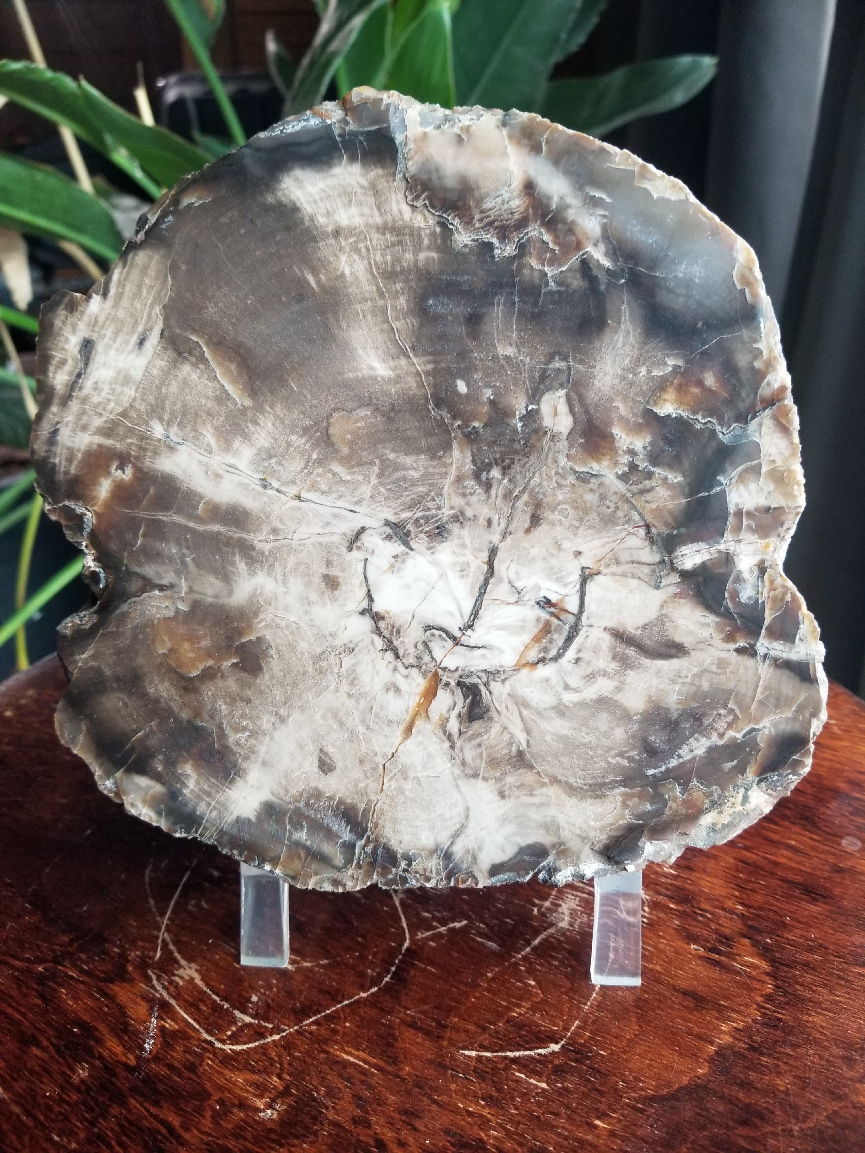 Nice Polished Petrified Wood Escalante UT 3+Lb 6.5" Round Slab Jurassic Morrison
